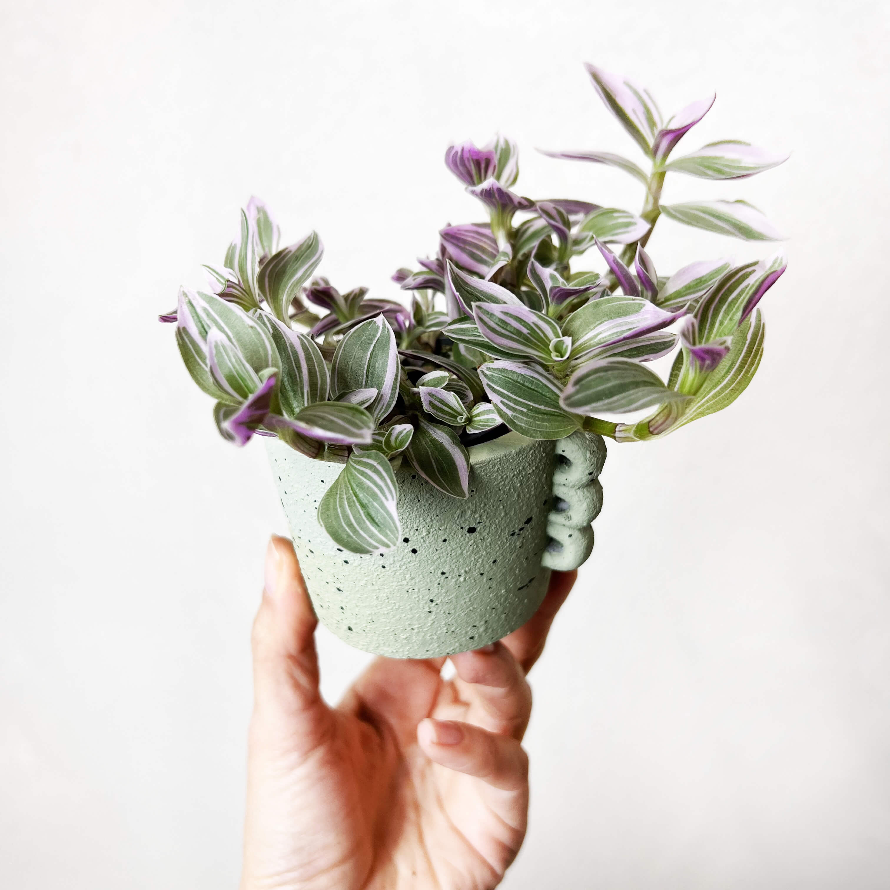 Vaso Archetto salvia