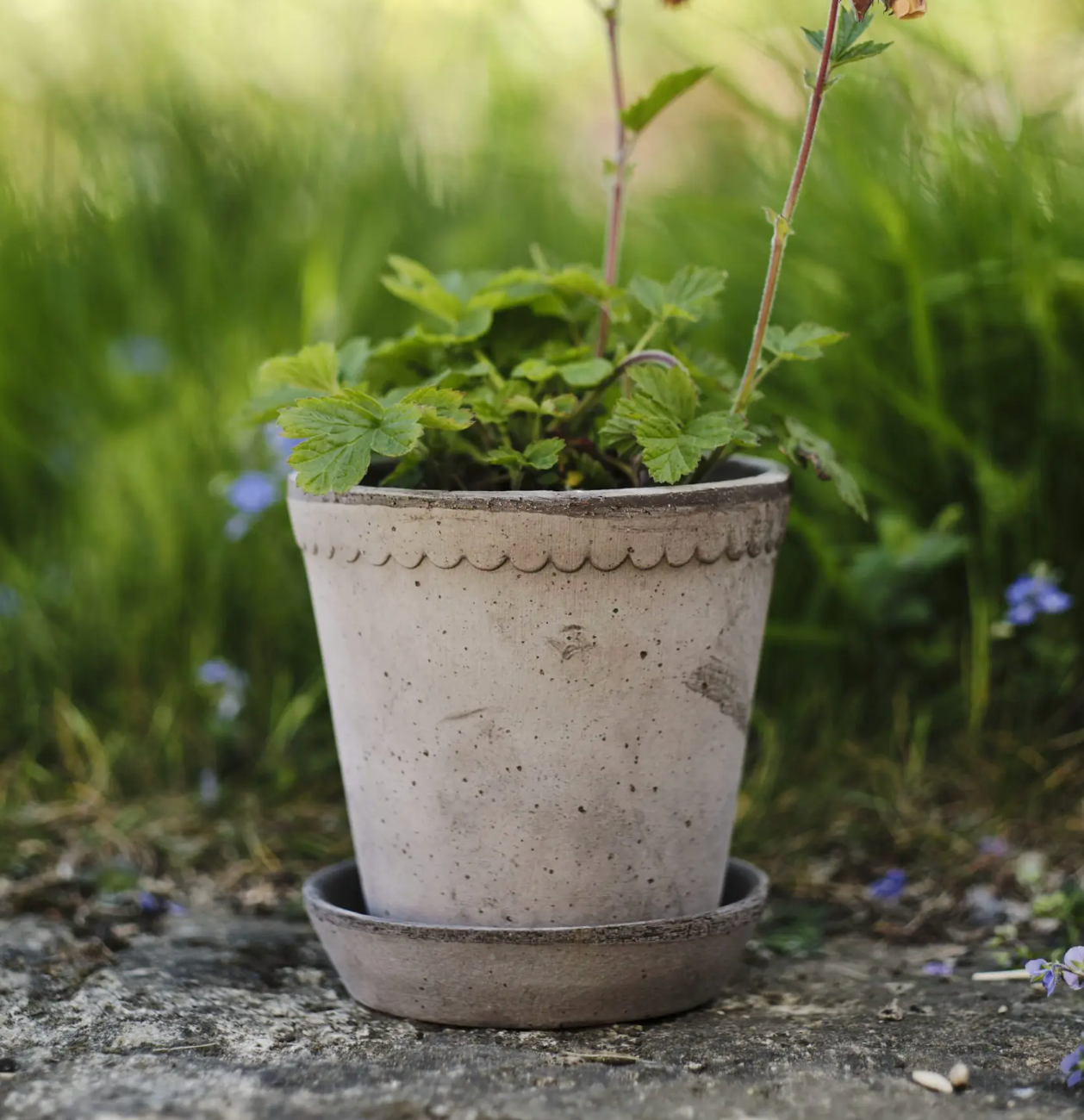 Vaso in terracotta Helena /grigio