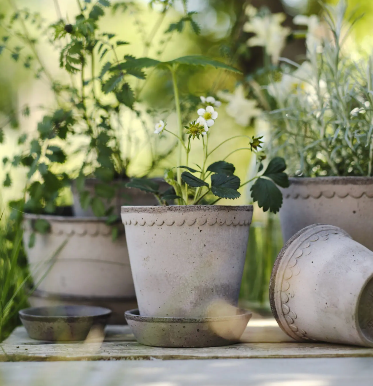 Vaso in terracotta Helena /grigio