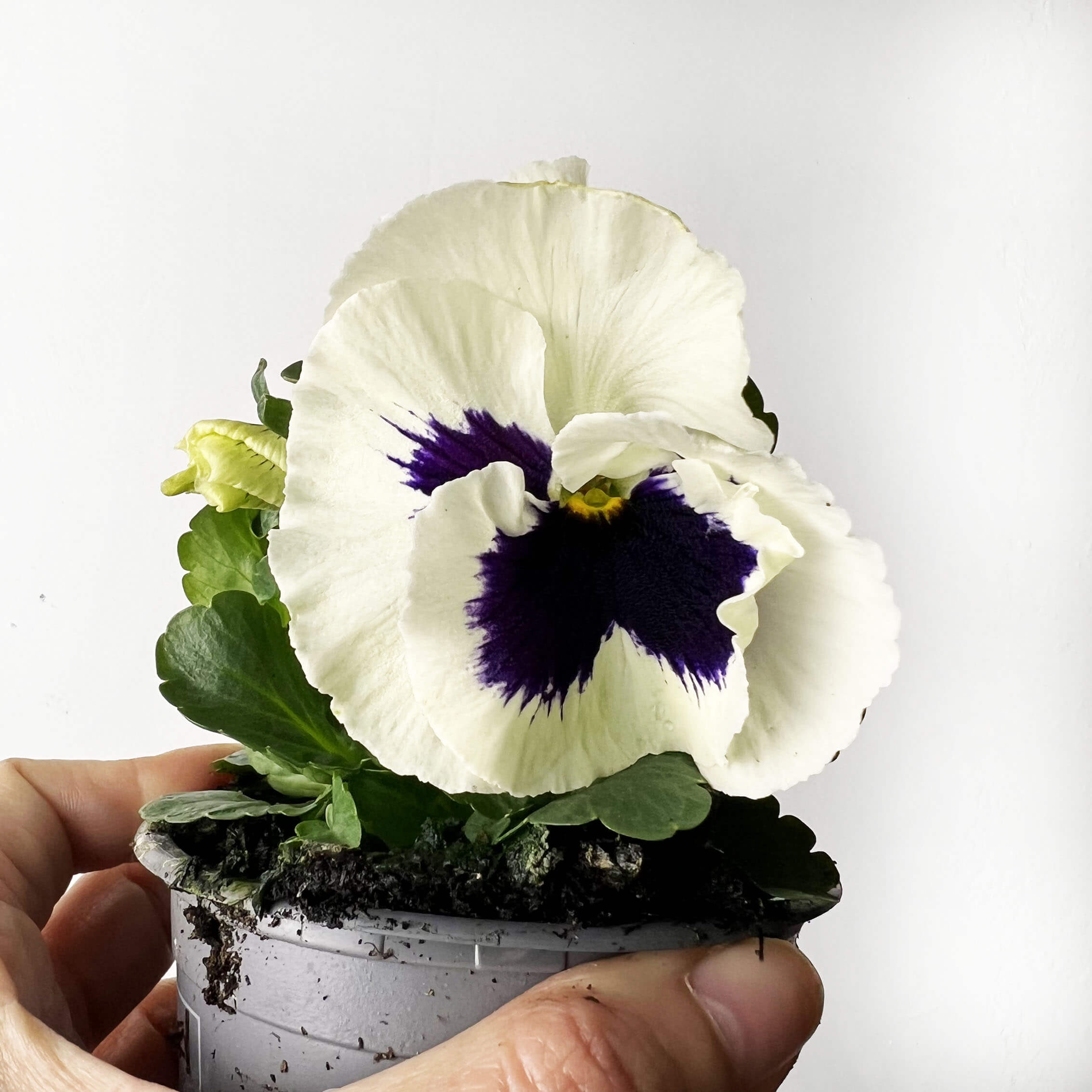 Viole del pensiero /4 piante mix