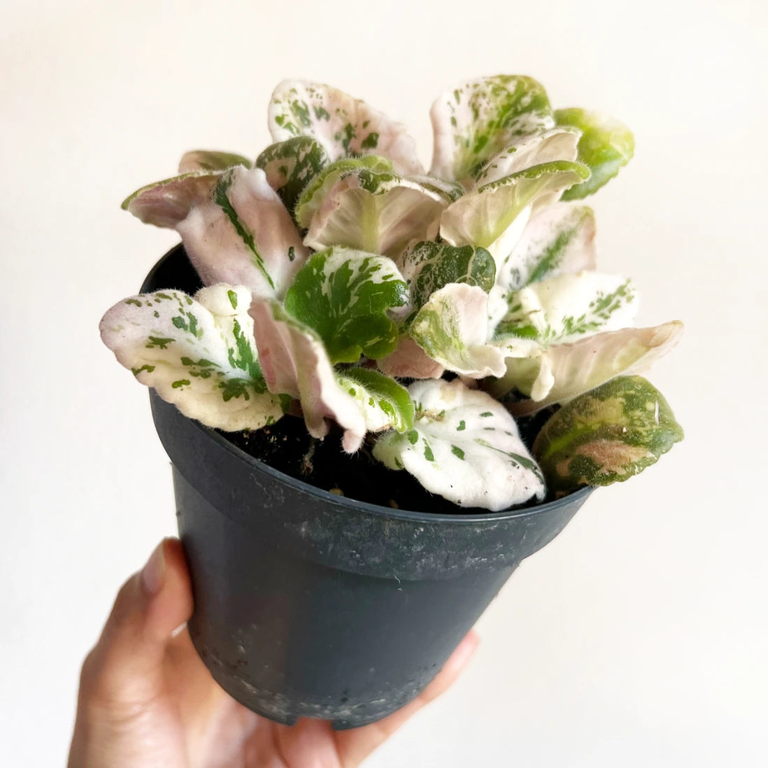 Violetta Africana Variegata Joy Pink Halo