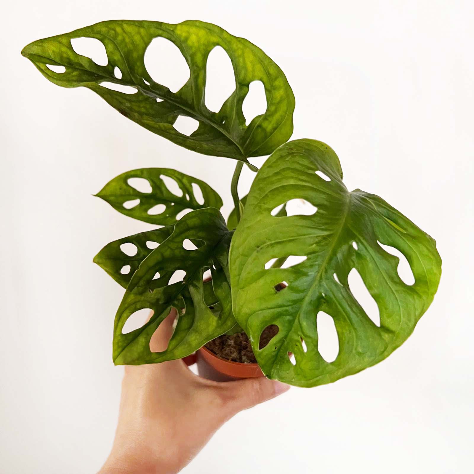 mini Monstera Adansonii