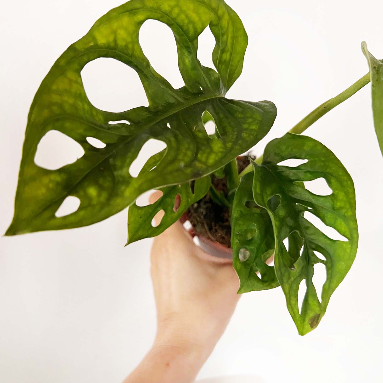 » mini Monstera Adansonii (100% off)