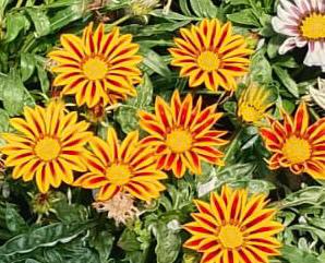 Gazania /arancio