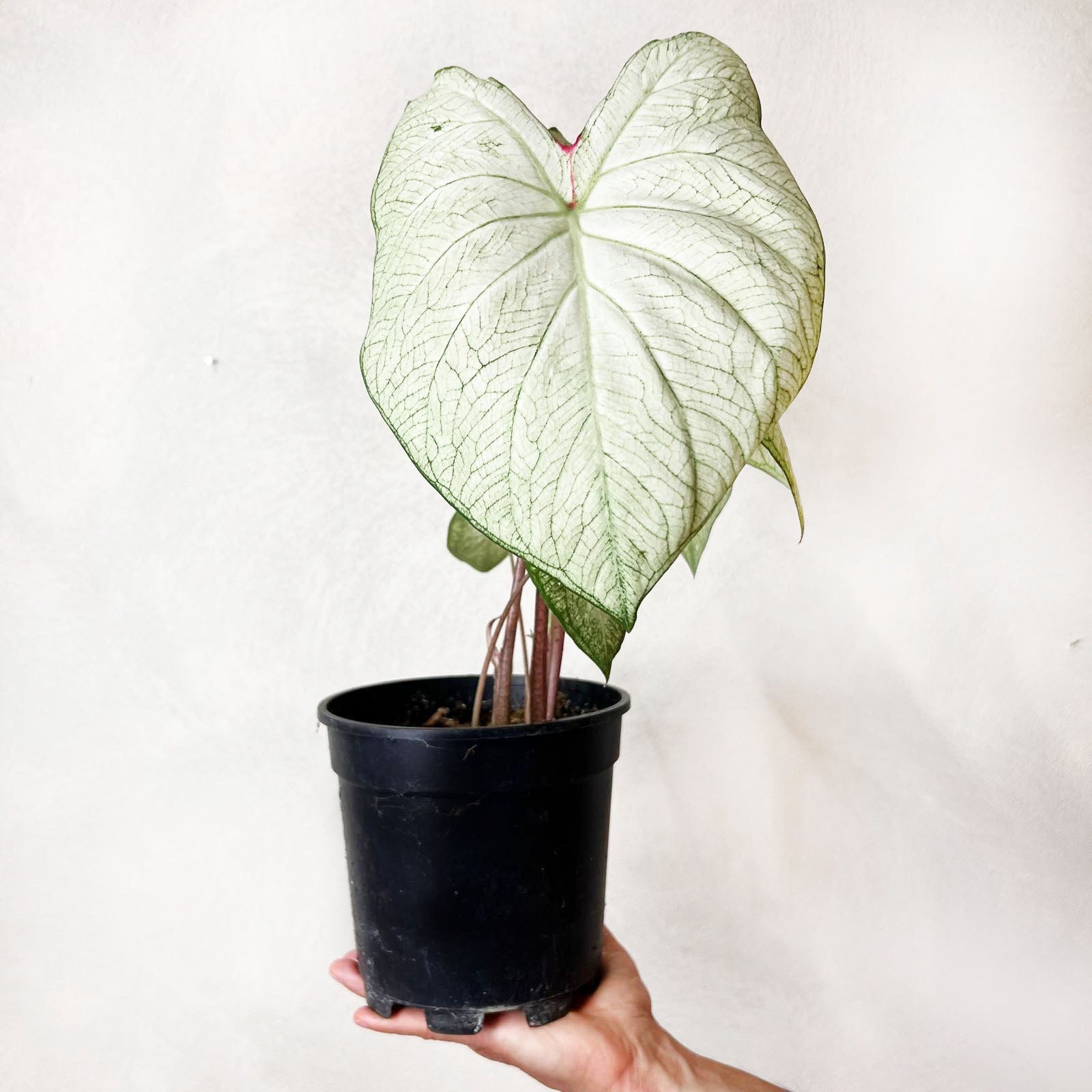 Caladium Florida Moonlight /pianta