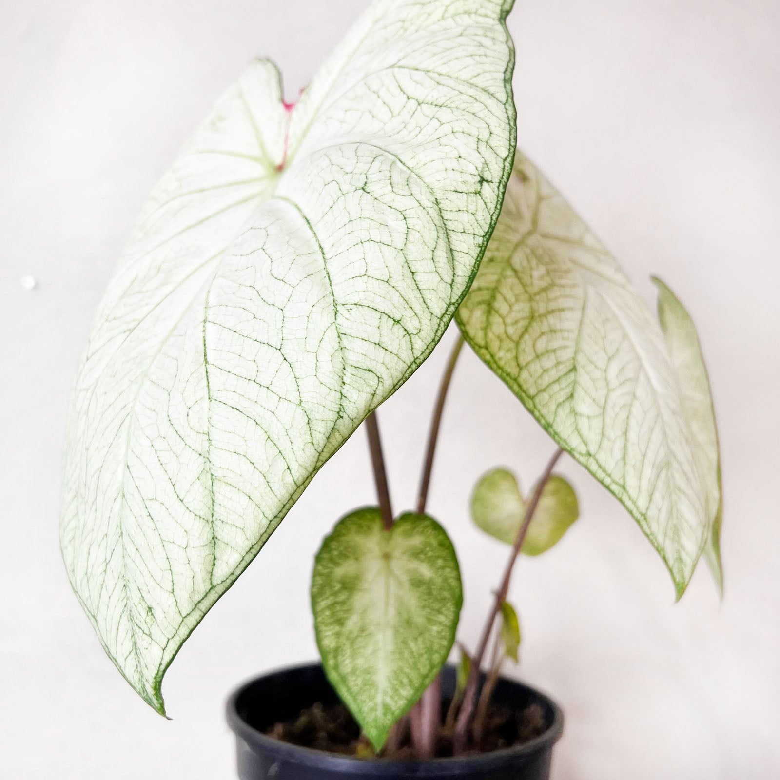 Caladium Florida Moonlight /pianta
