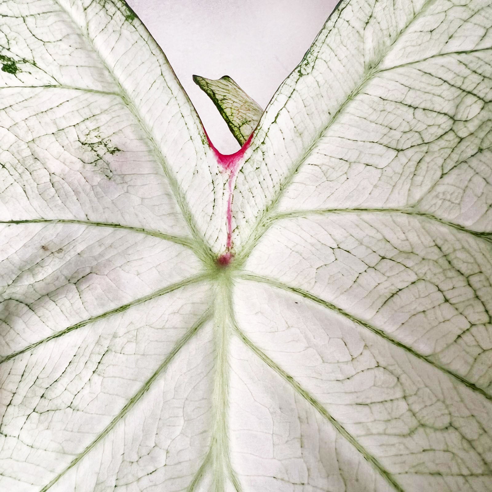 Caladium Florida Moonlight /pianta