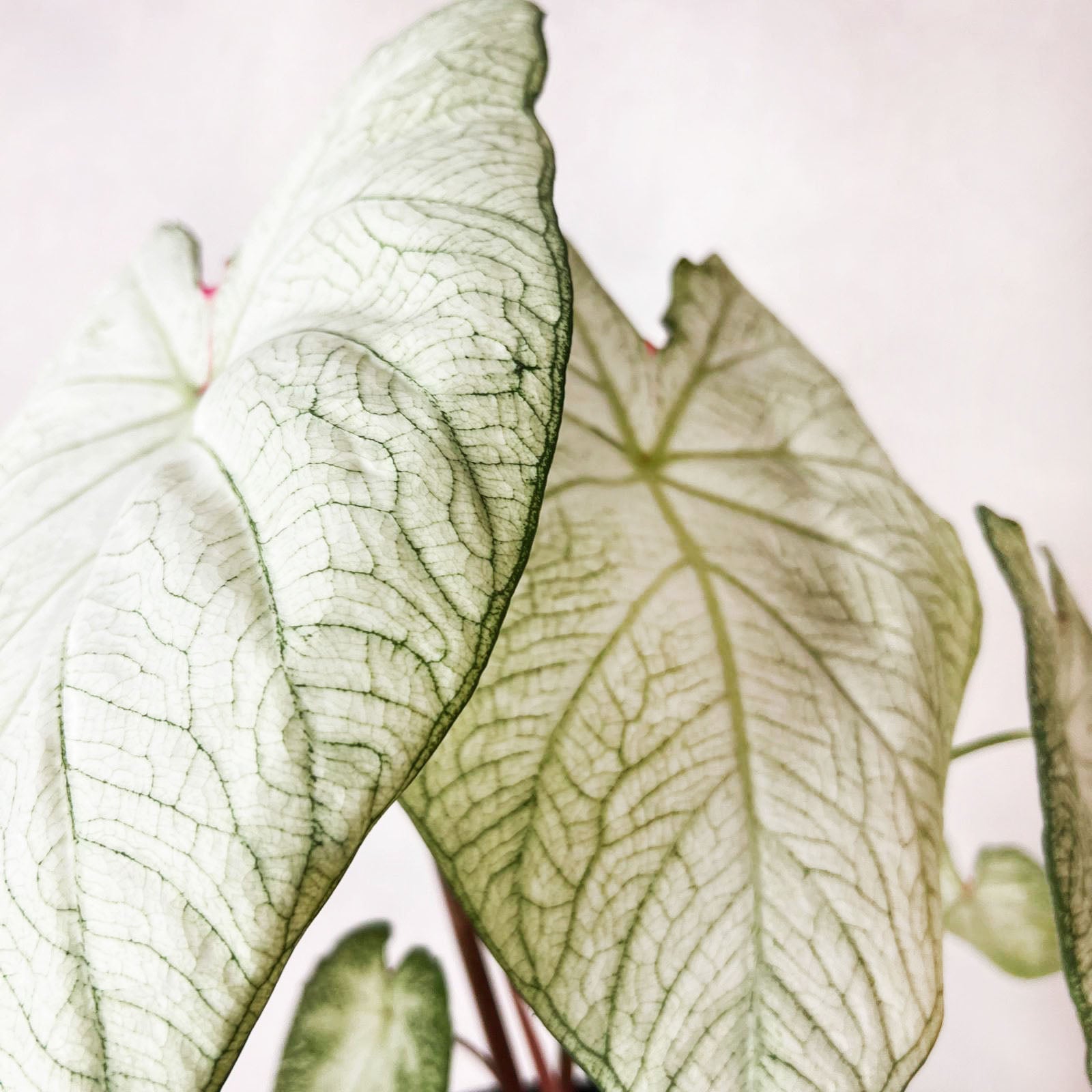 Caladium Florida Moonlight /pianta