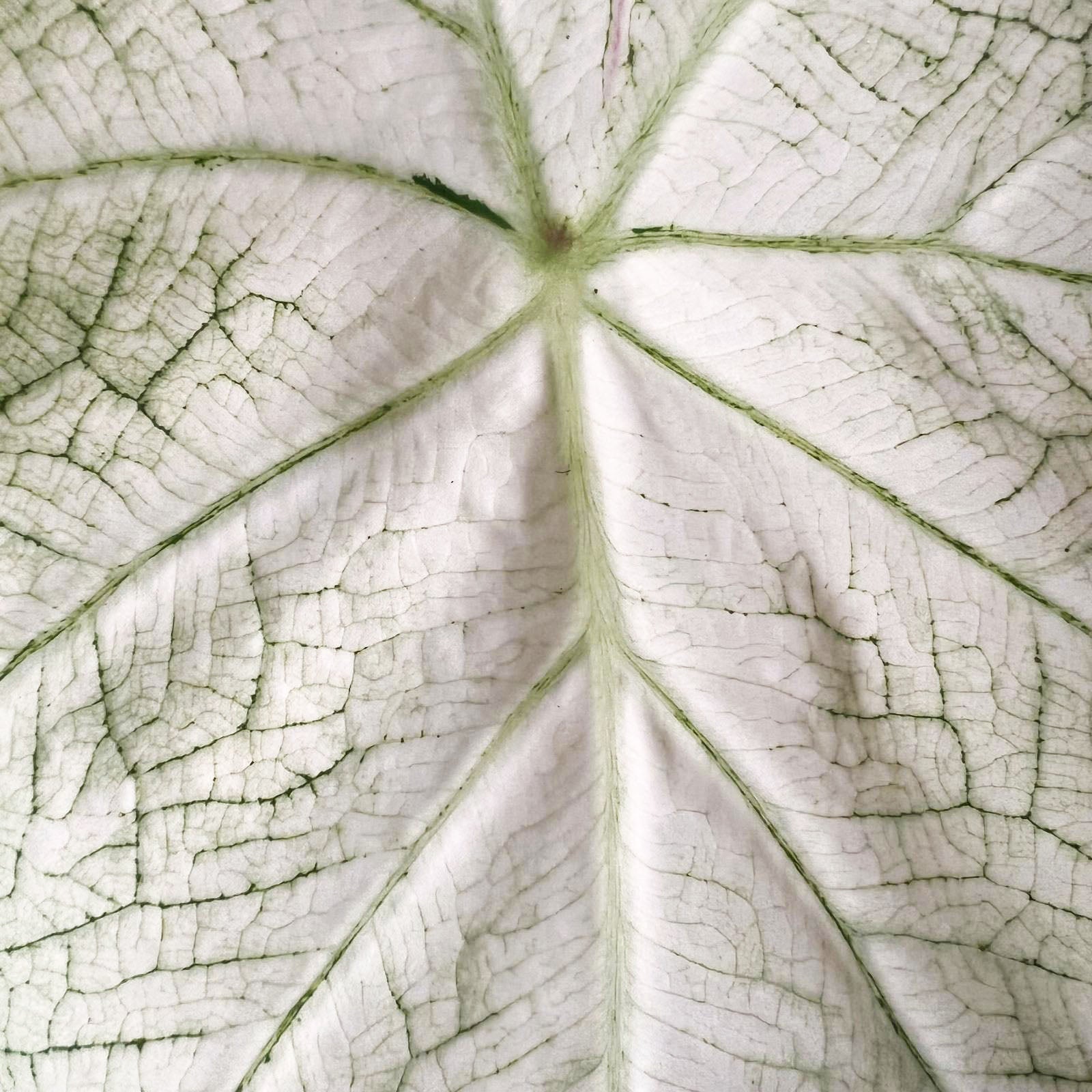Caladium Florida Moonlight /pianta