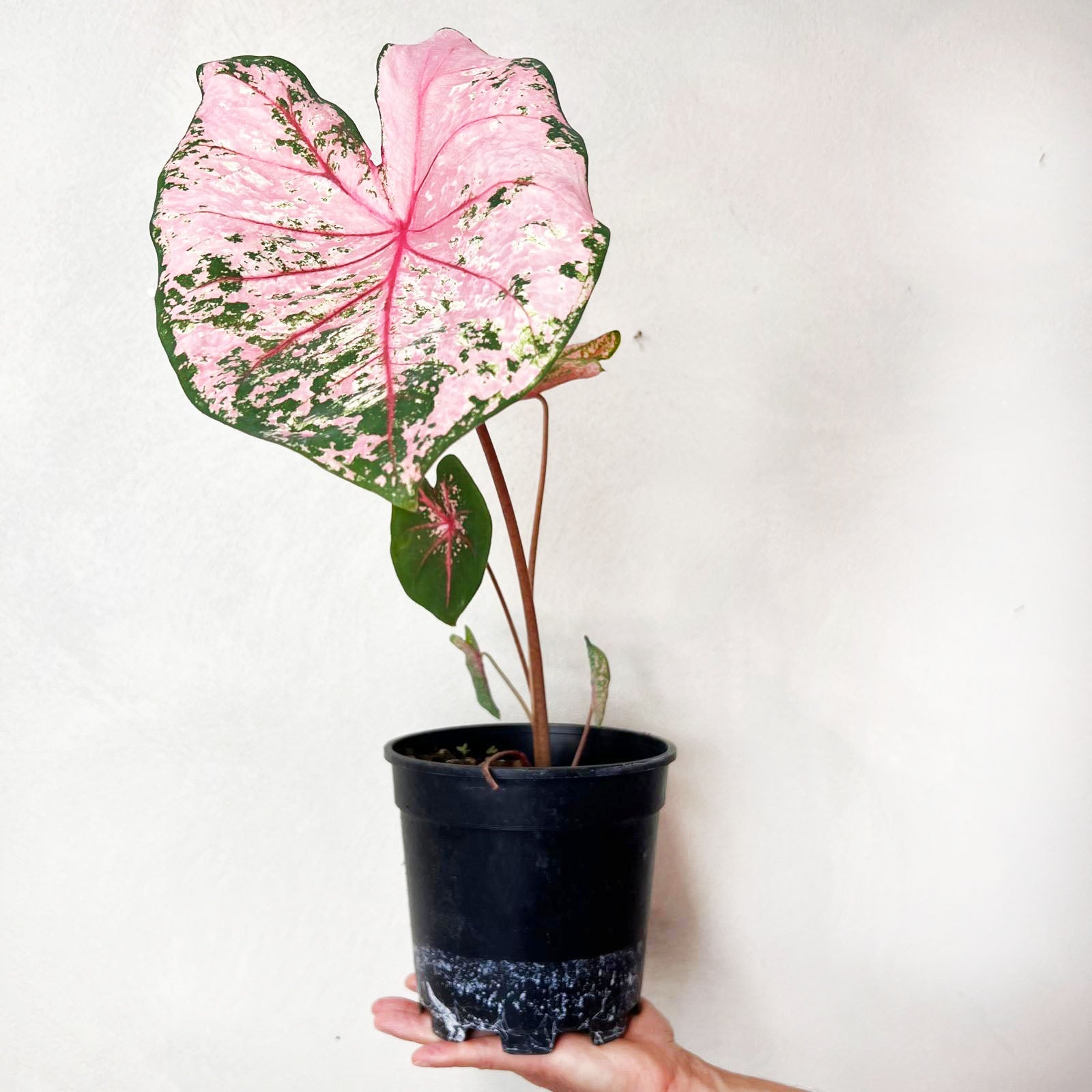 Caladium Pink Beauty /pianta