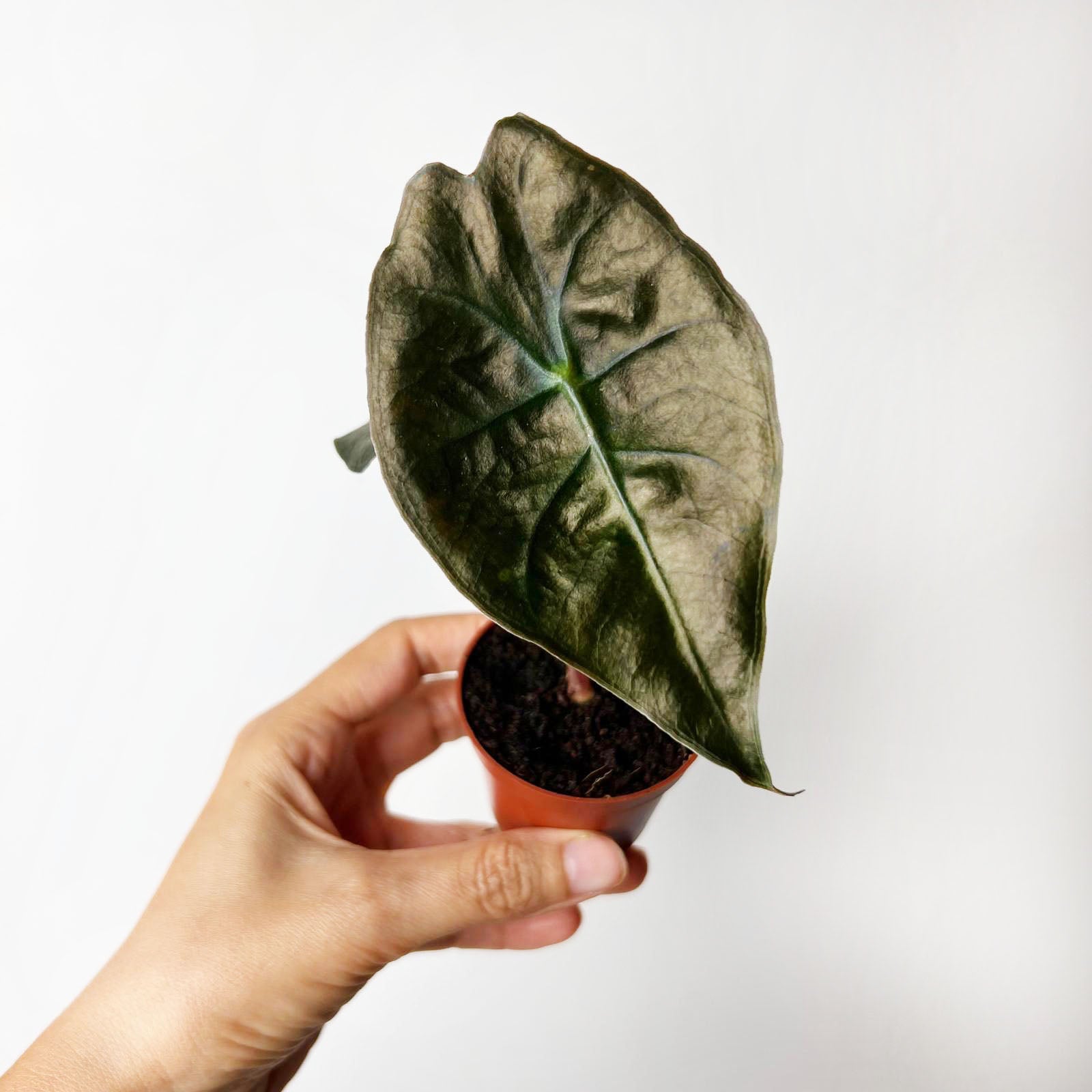 baby Alocasia suhirmaniana 'Red Petiole'