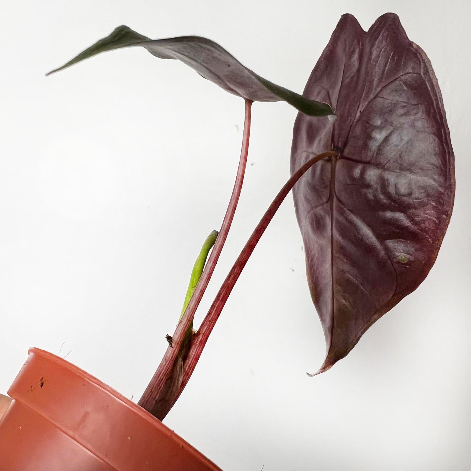 baby Alocasia suhirmaniana 'Red Petiole'