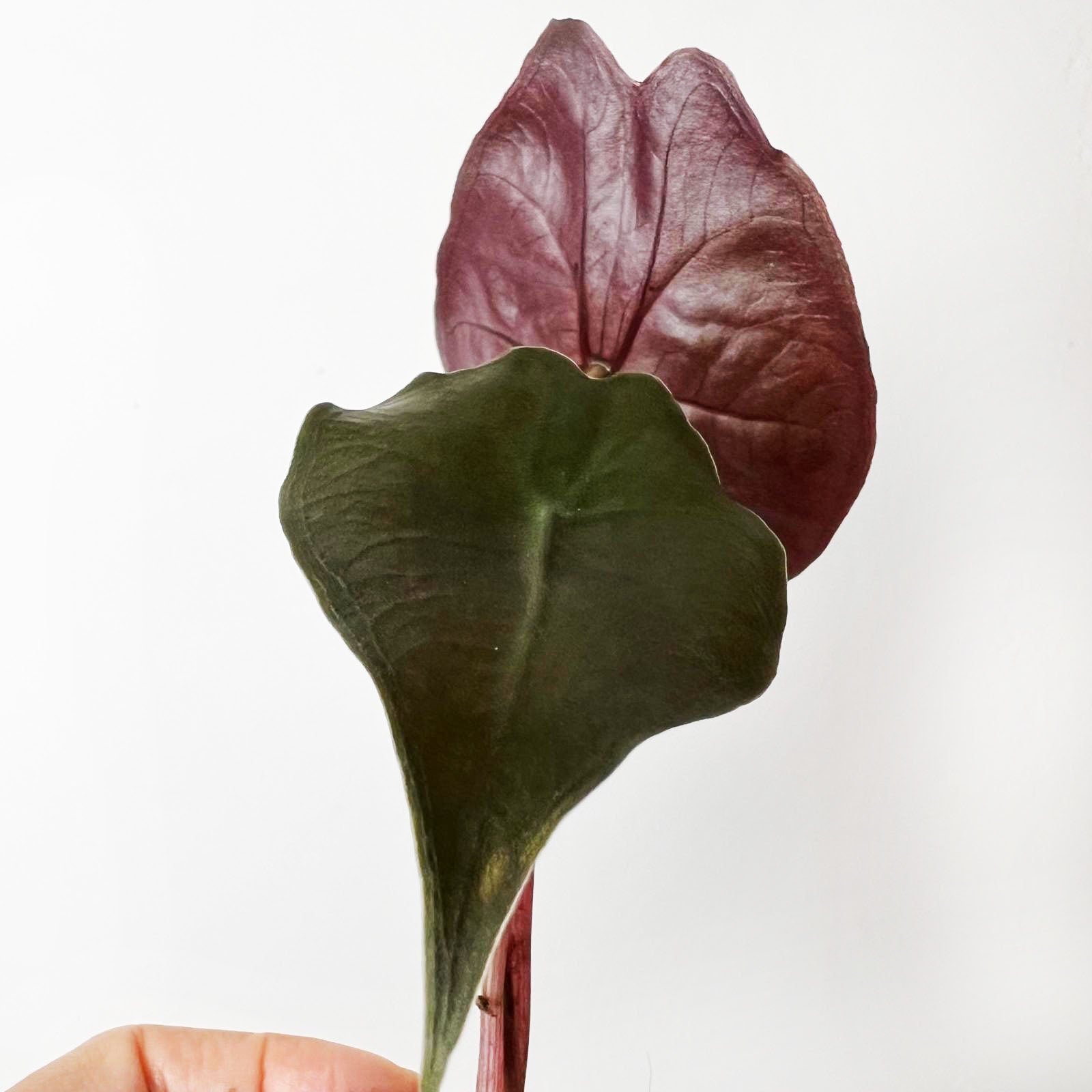 baby Alocasia suhirmaniana 'Red Petiole'