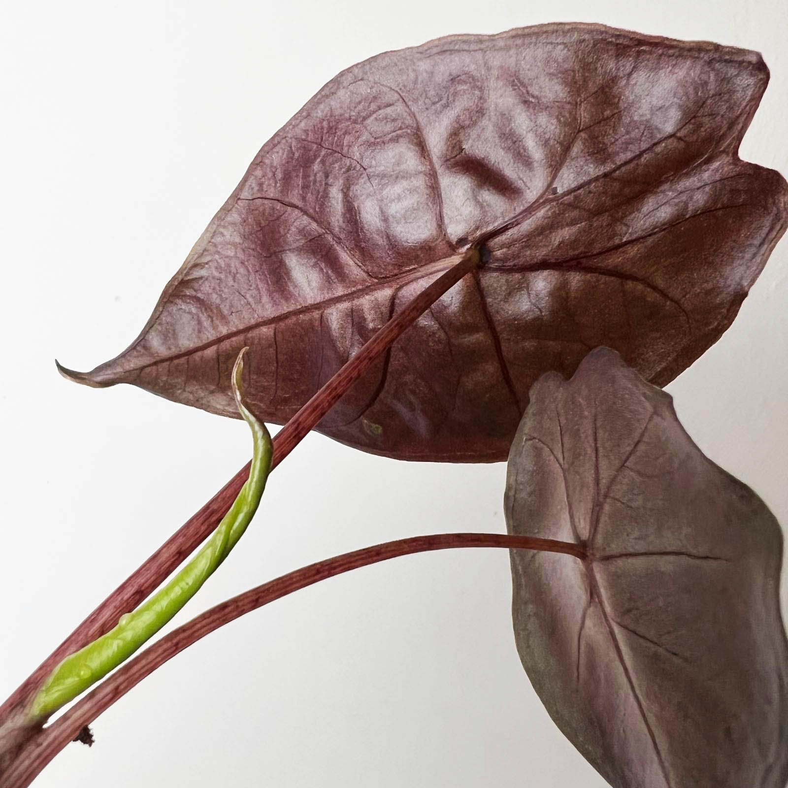 baby Alocasia suhirmaniana 'Red Petiole'