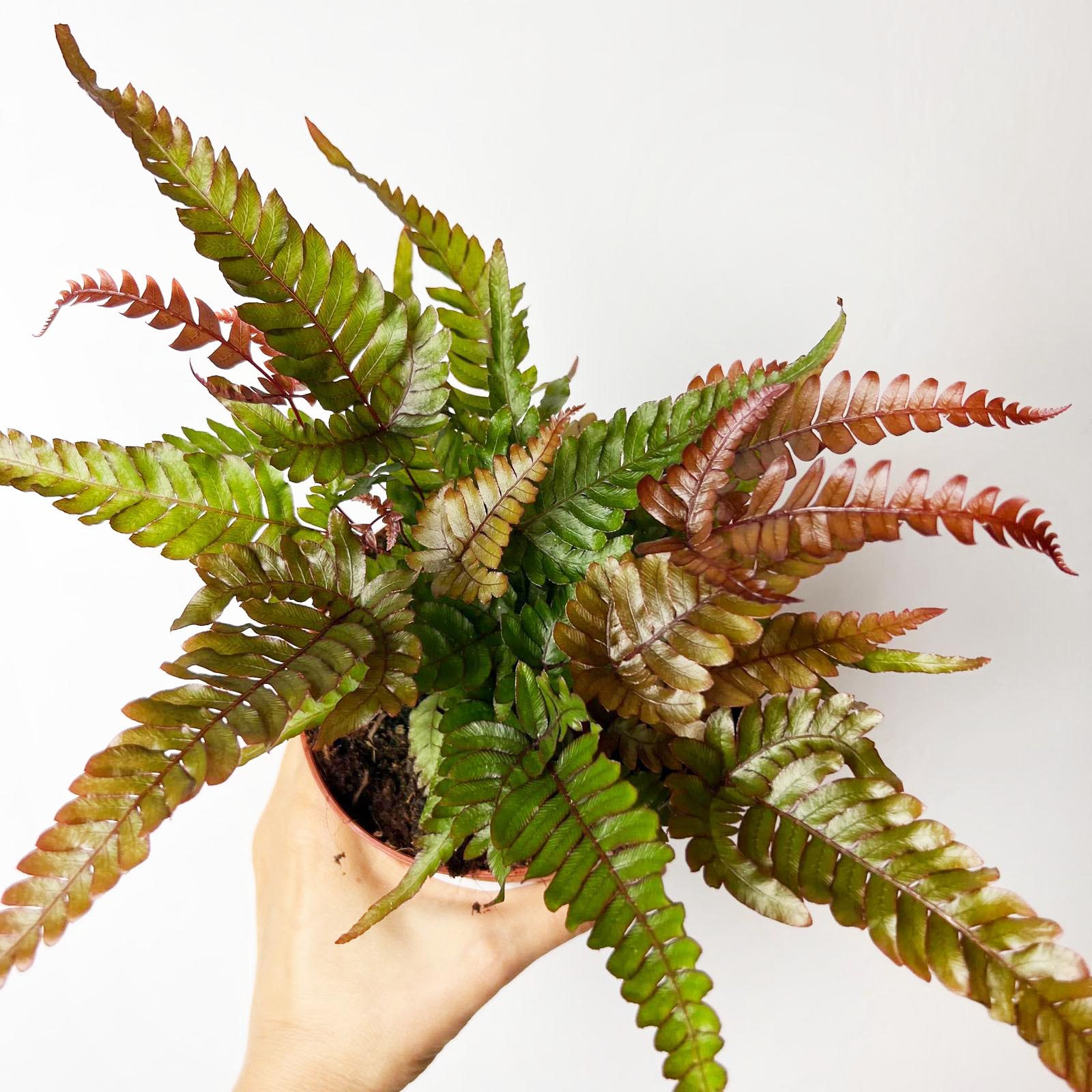 Pteris quadriaurita 'Tricolor'