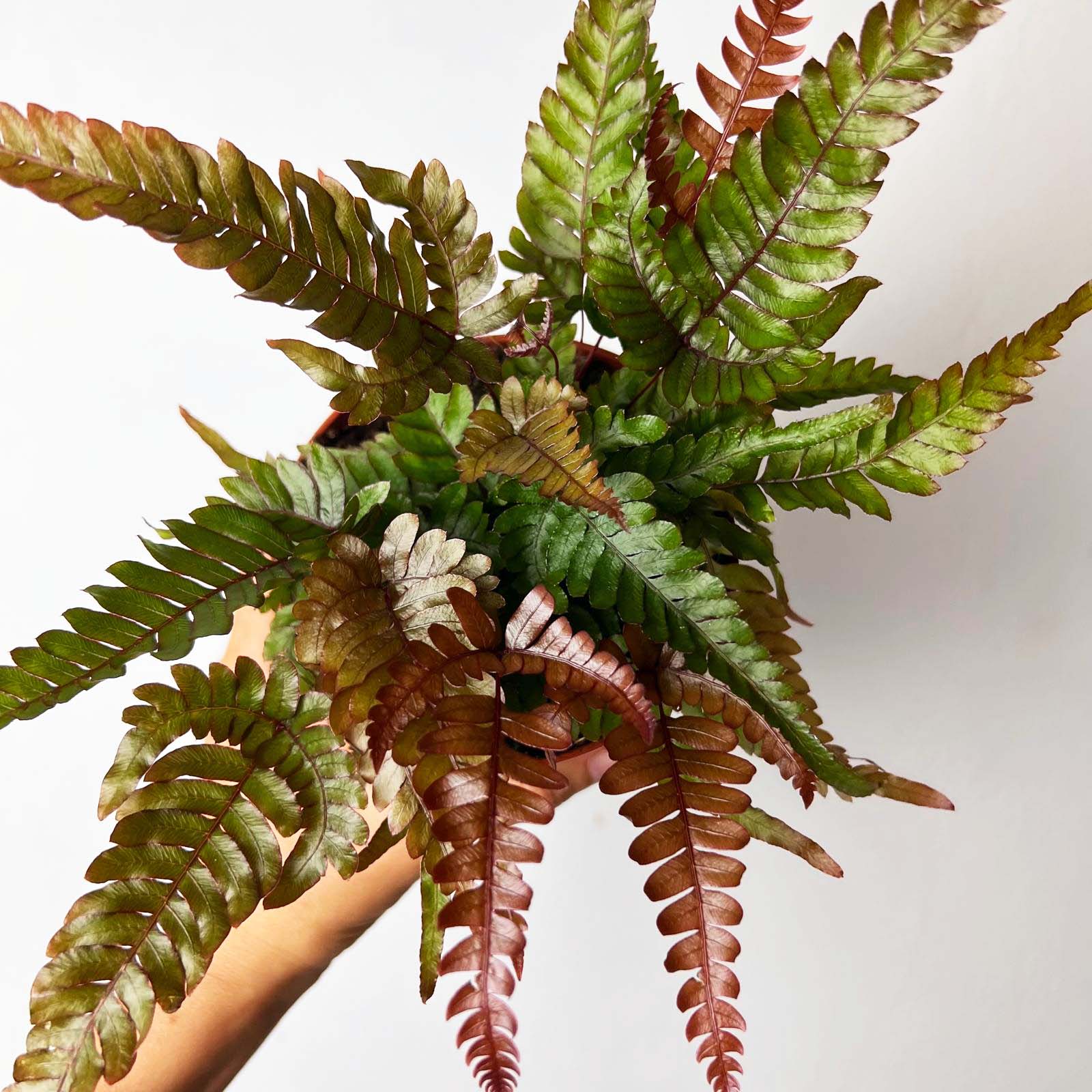 Pteris quadriaurita 'Tricolor'