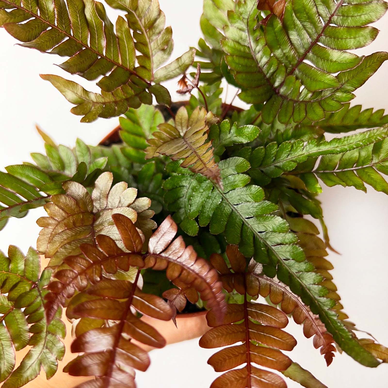 Pteris quadriaurita 'Tricolor'