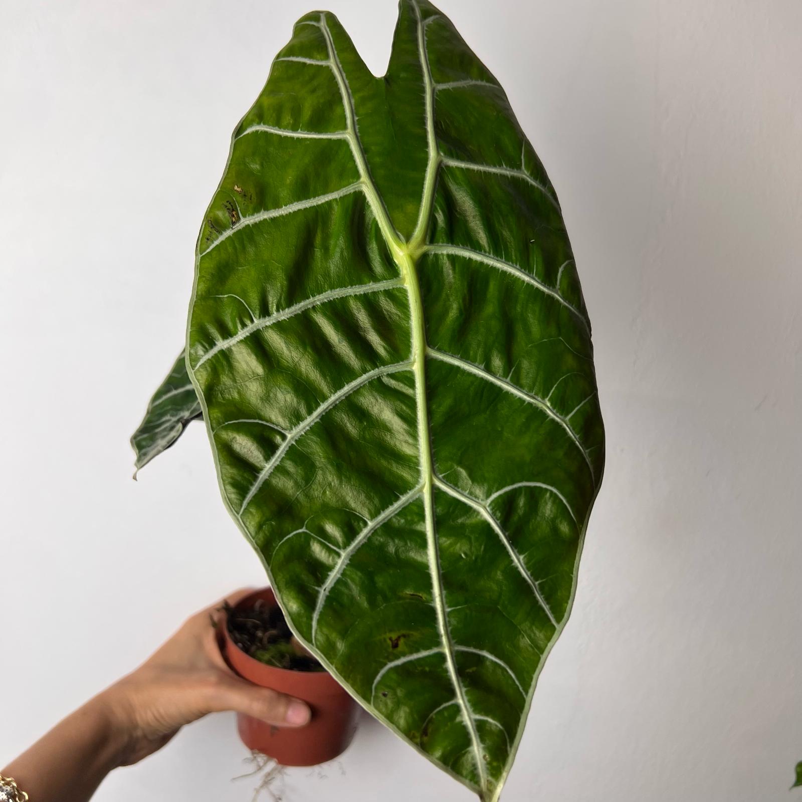 Alocasia Watsonia Big Form