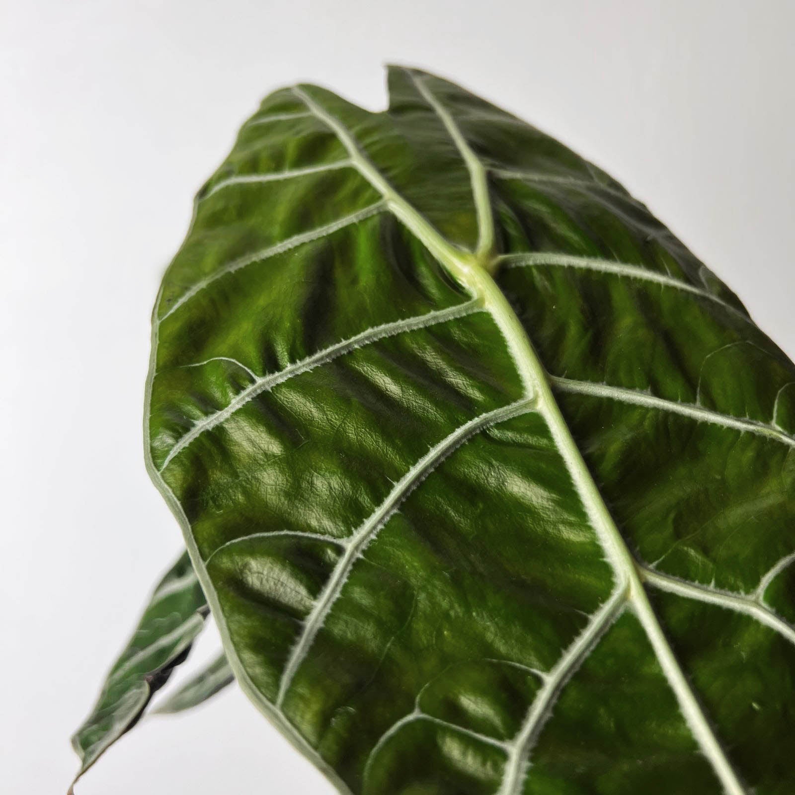 Alocasia Watsonia Big Form