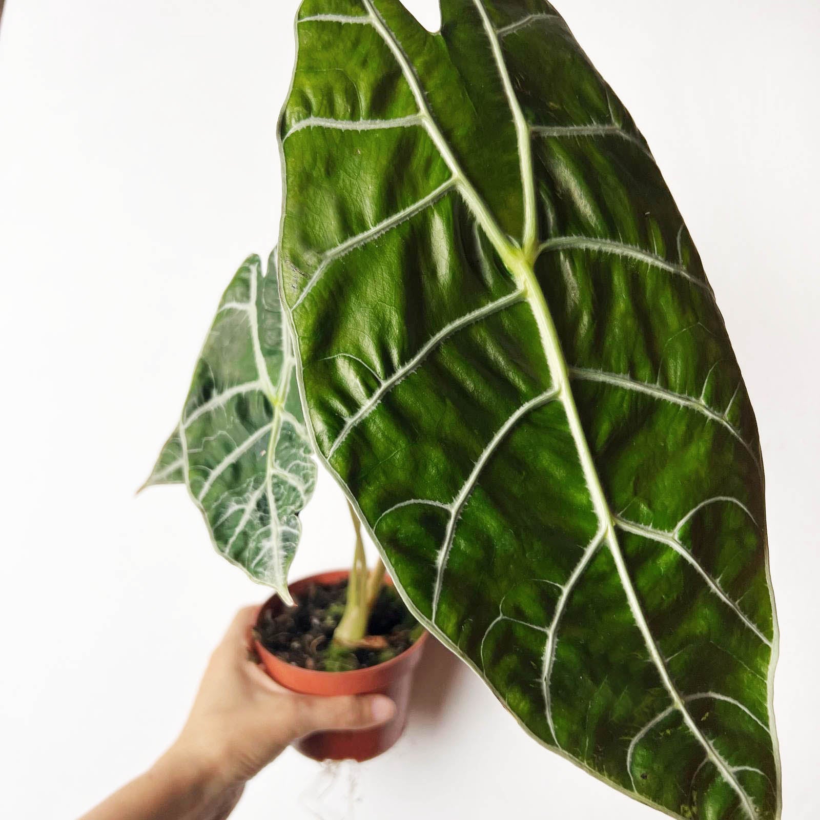Alocasia Watsonia Big Form