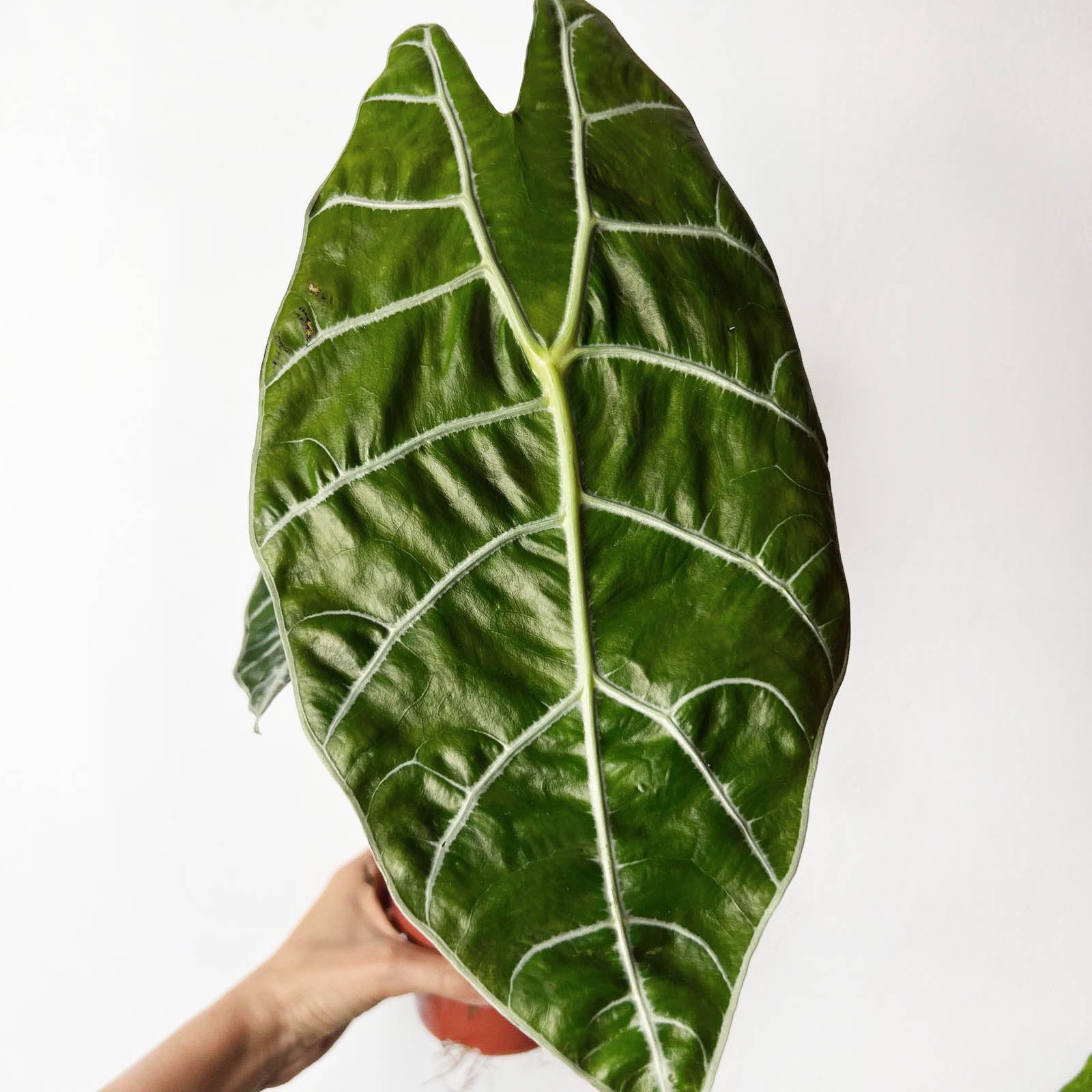 Alocasia Watsonia Big Form