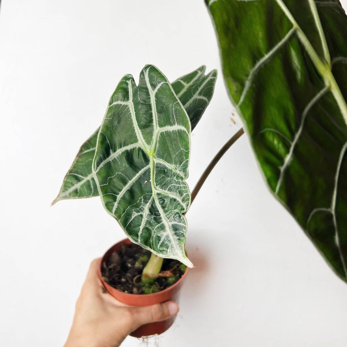 Alocasia Watsonia Big Form