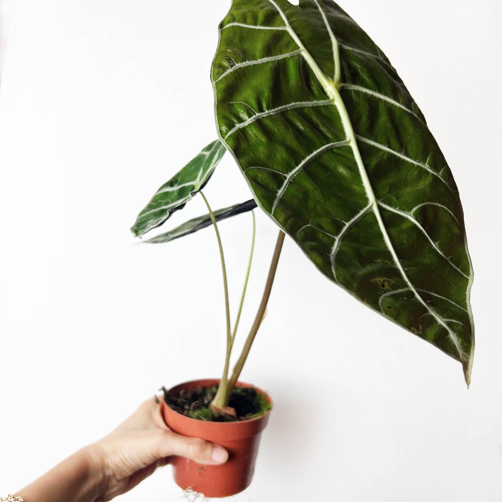 Alocasia Watsonia Big Form