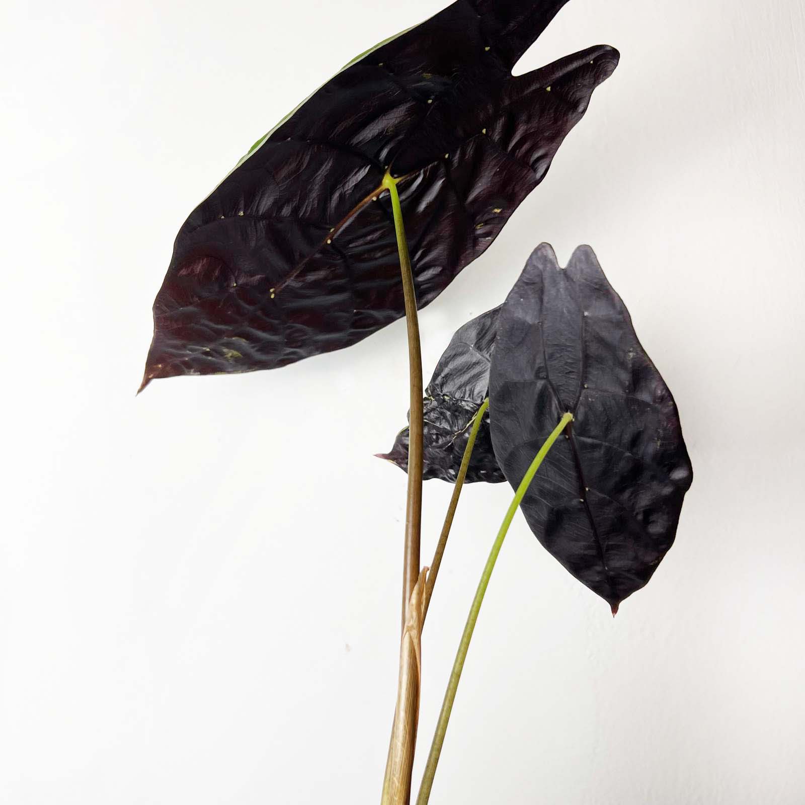 Alocasia Watsonia Big Form