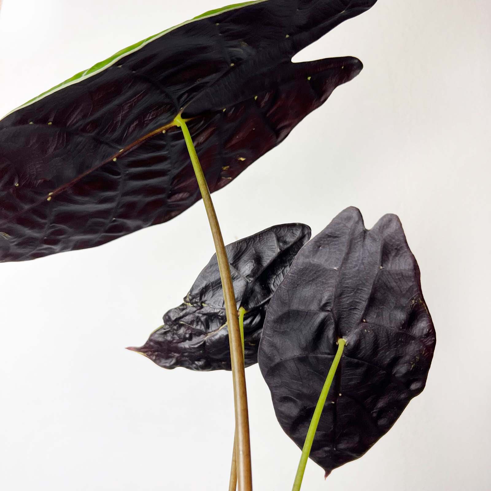 Alocasia Watsonia Big Form