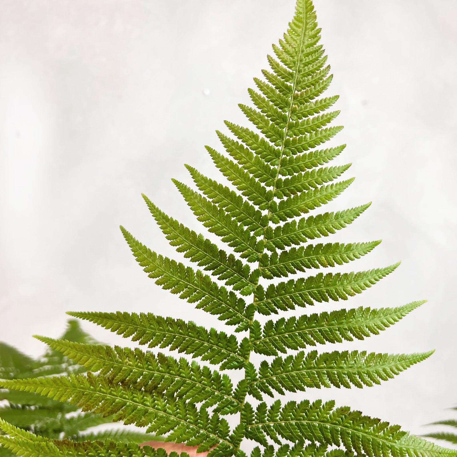 Dicksonia antarctica