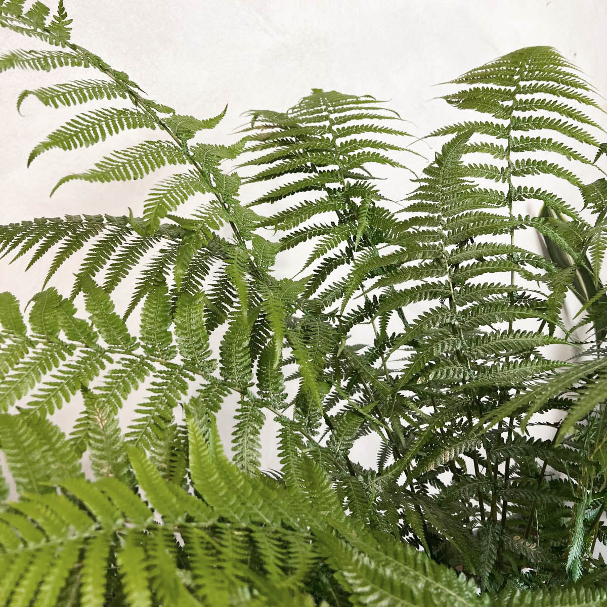 Dicksonia antarctica