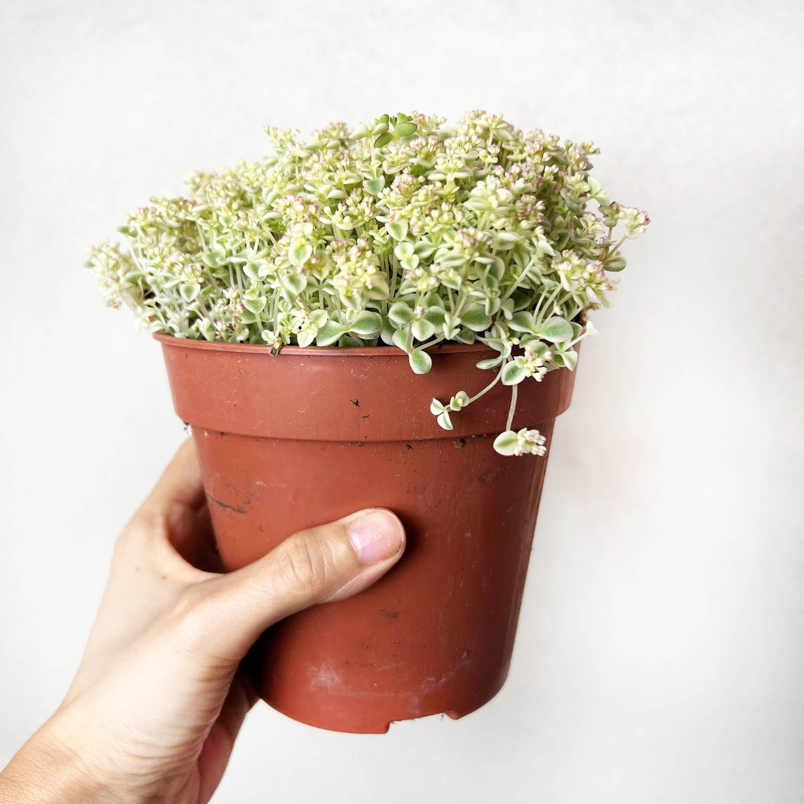 Sedum Little Missy