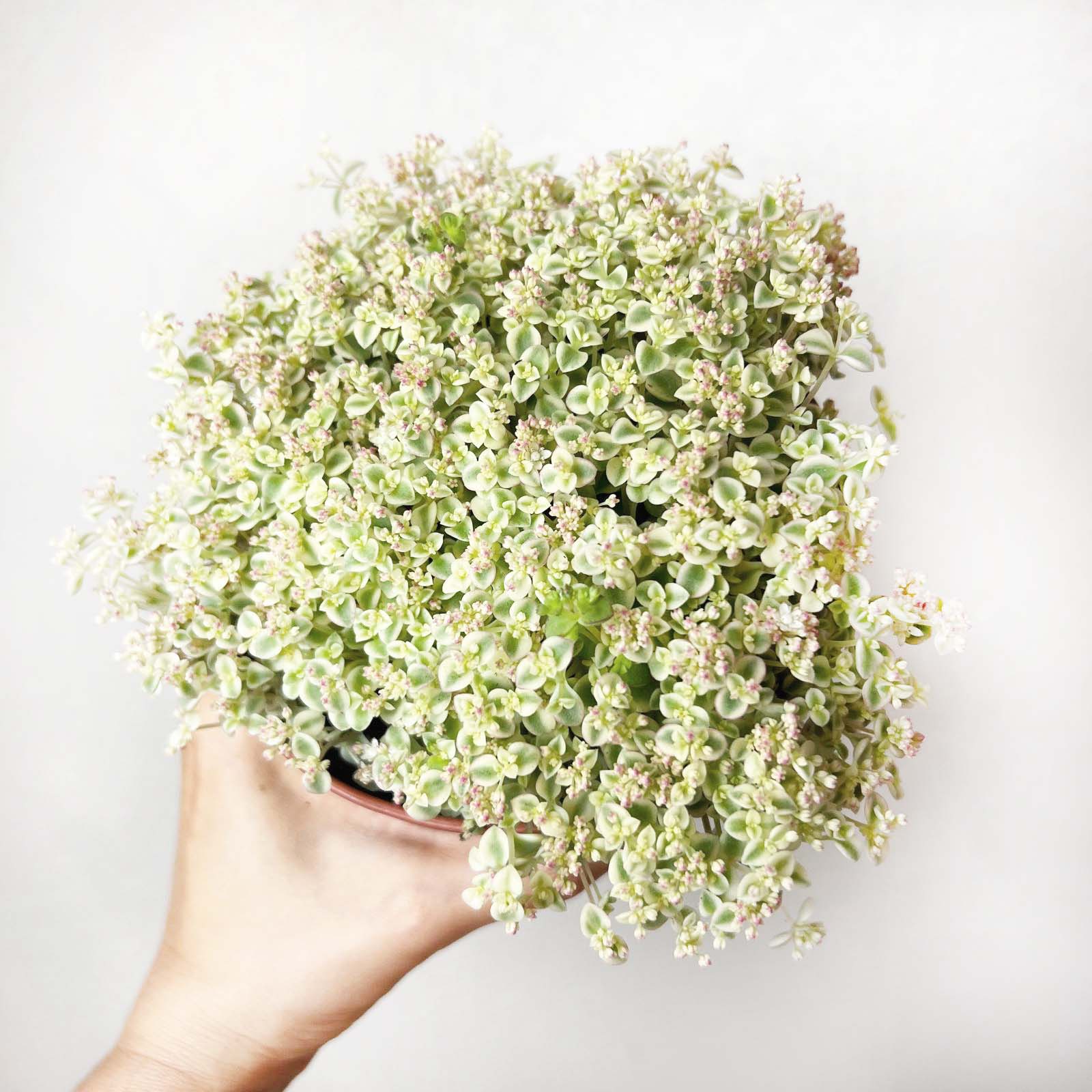 Sedum Little Missy