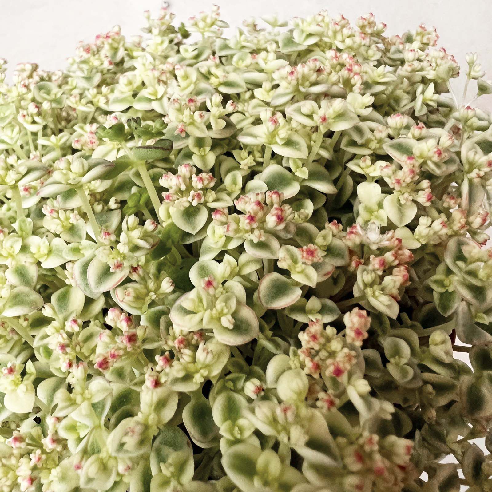 Sedum Little Missy