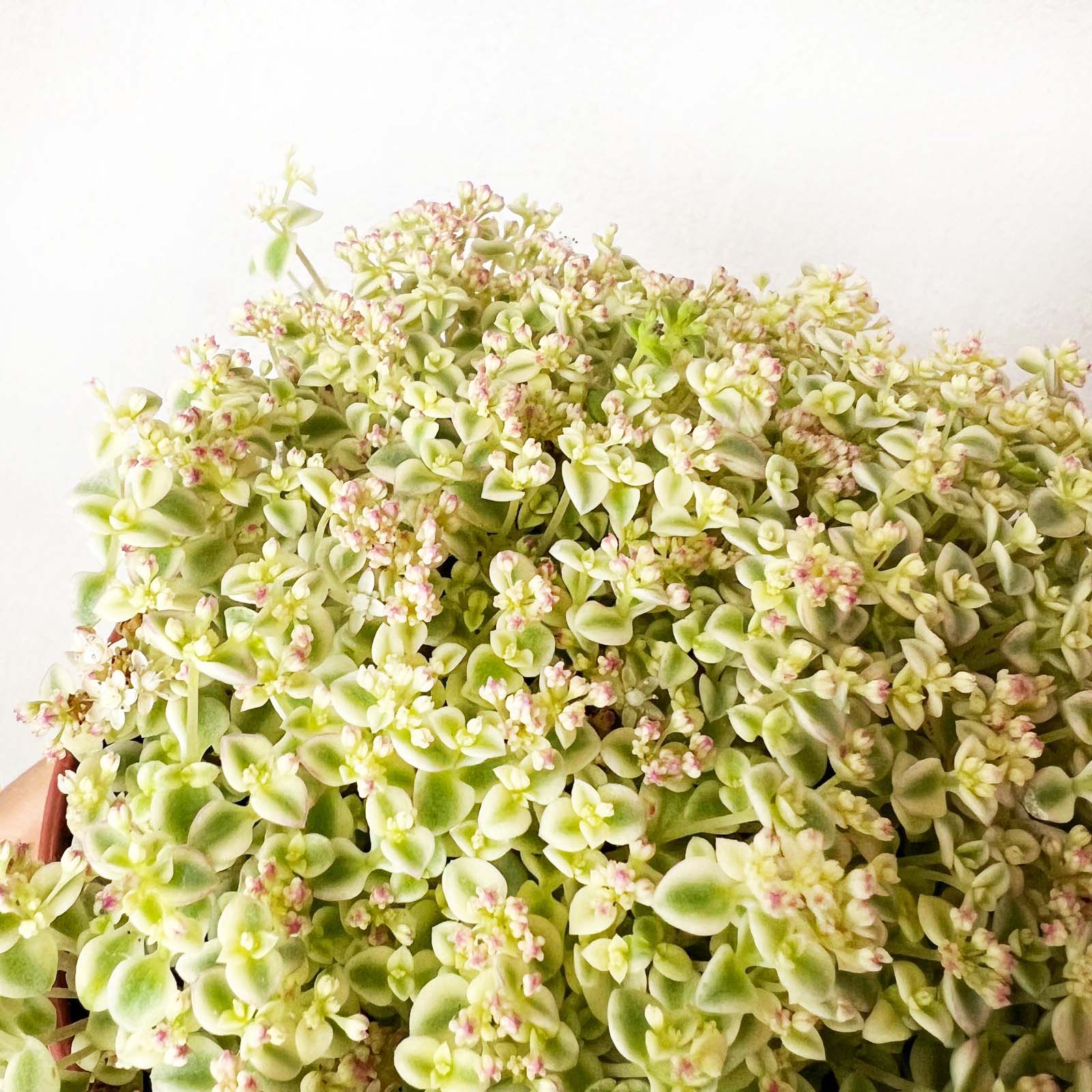 Sedum Little Missy