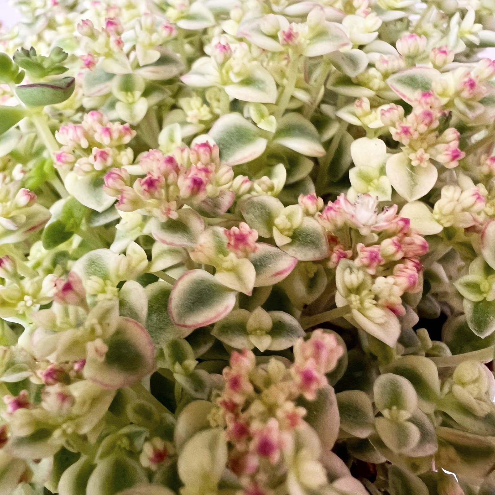 Sedum Little Missy