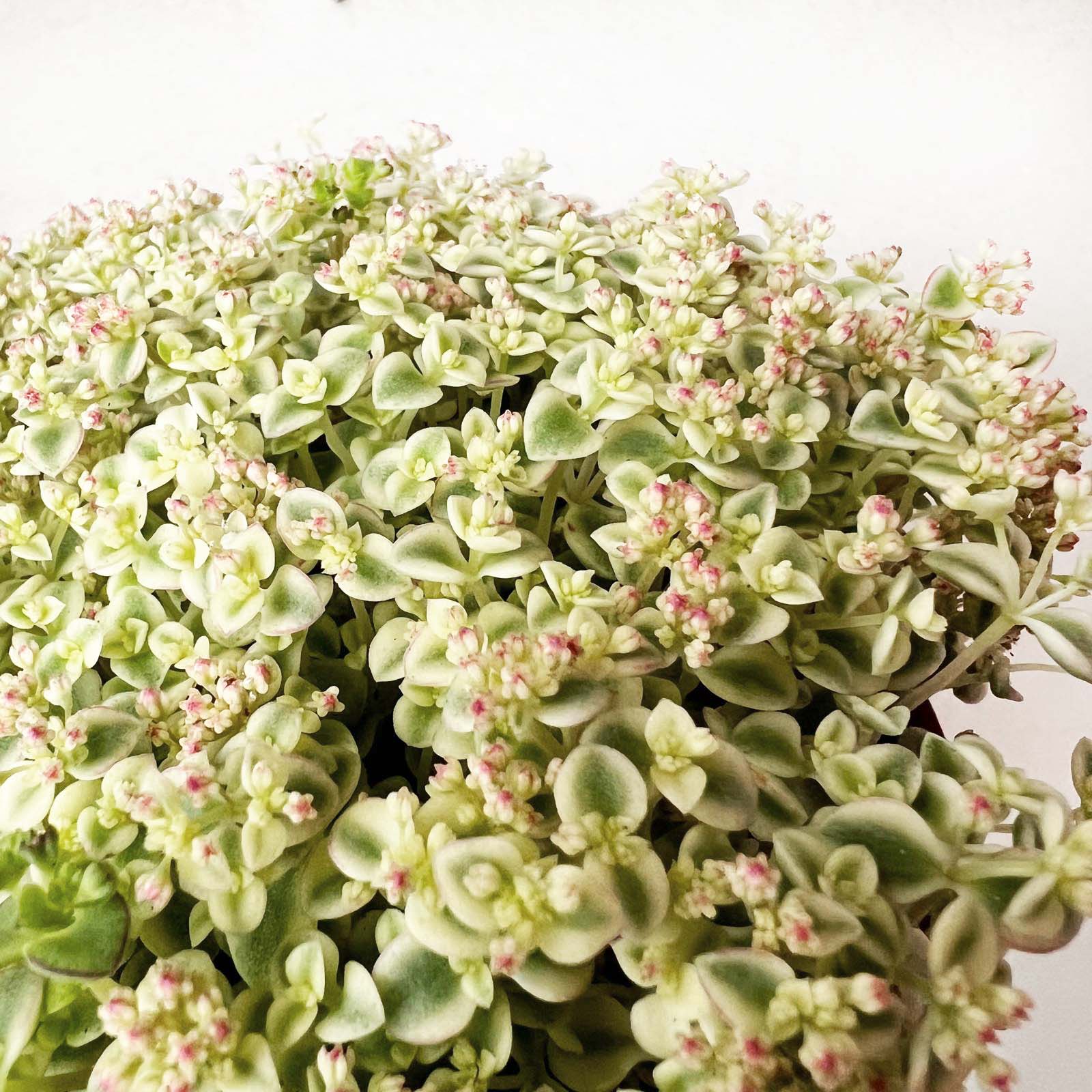 Sedum Little Missy