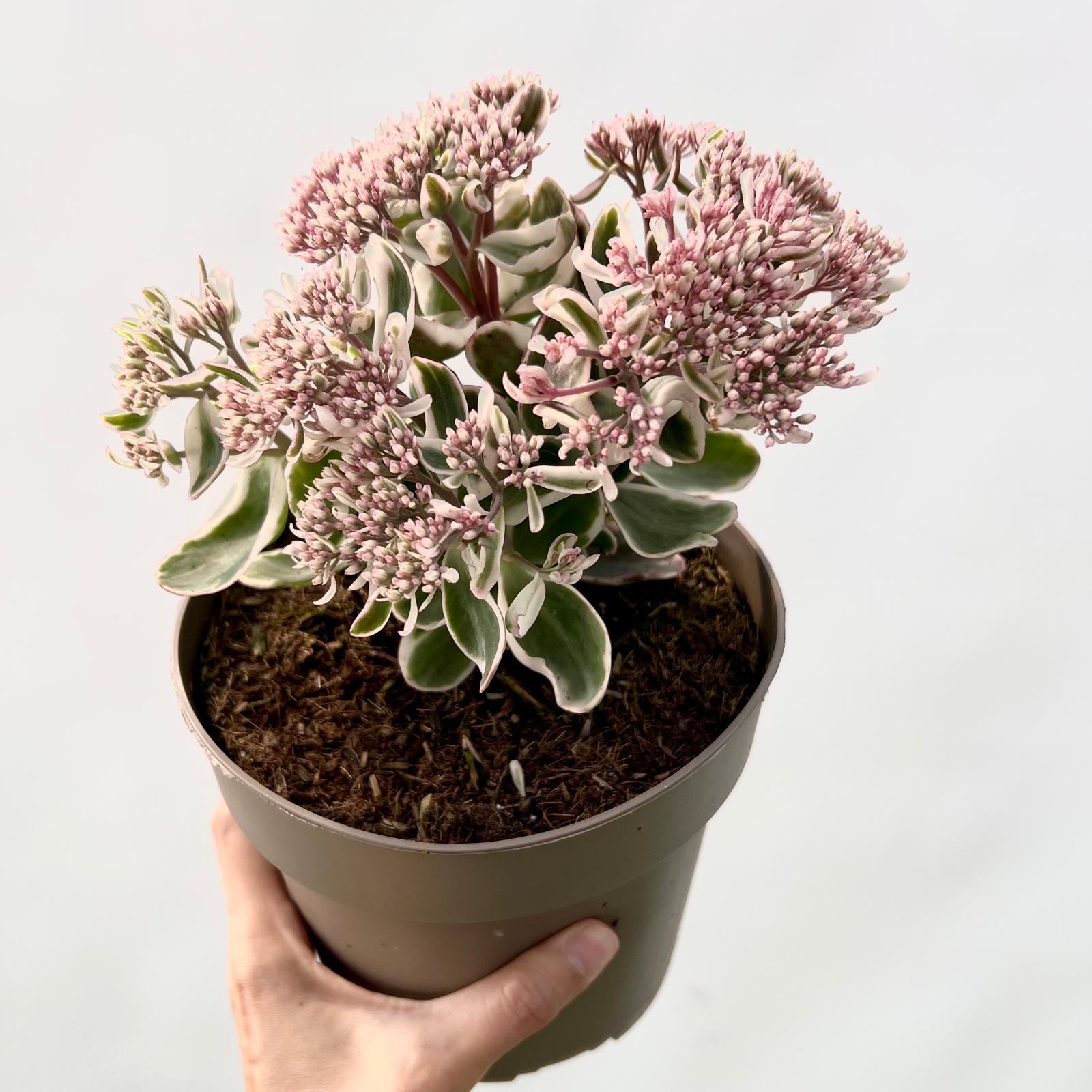 Sedum telephium La vie en Rose