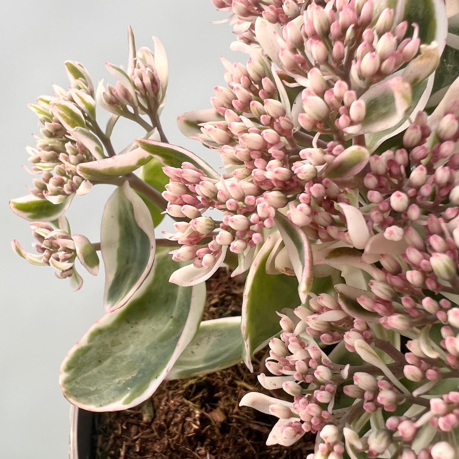 Sedum telephium La vie en Rose