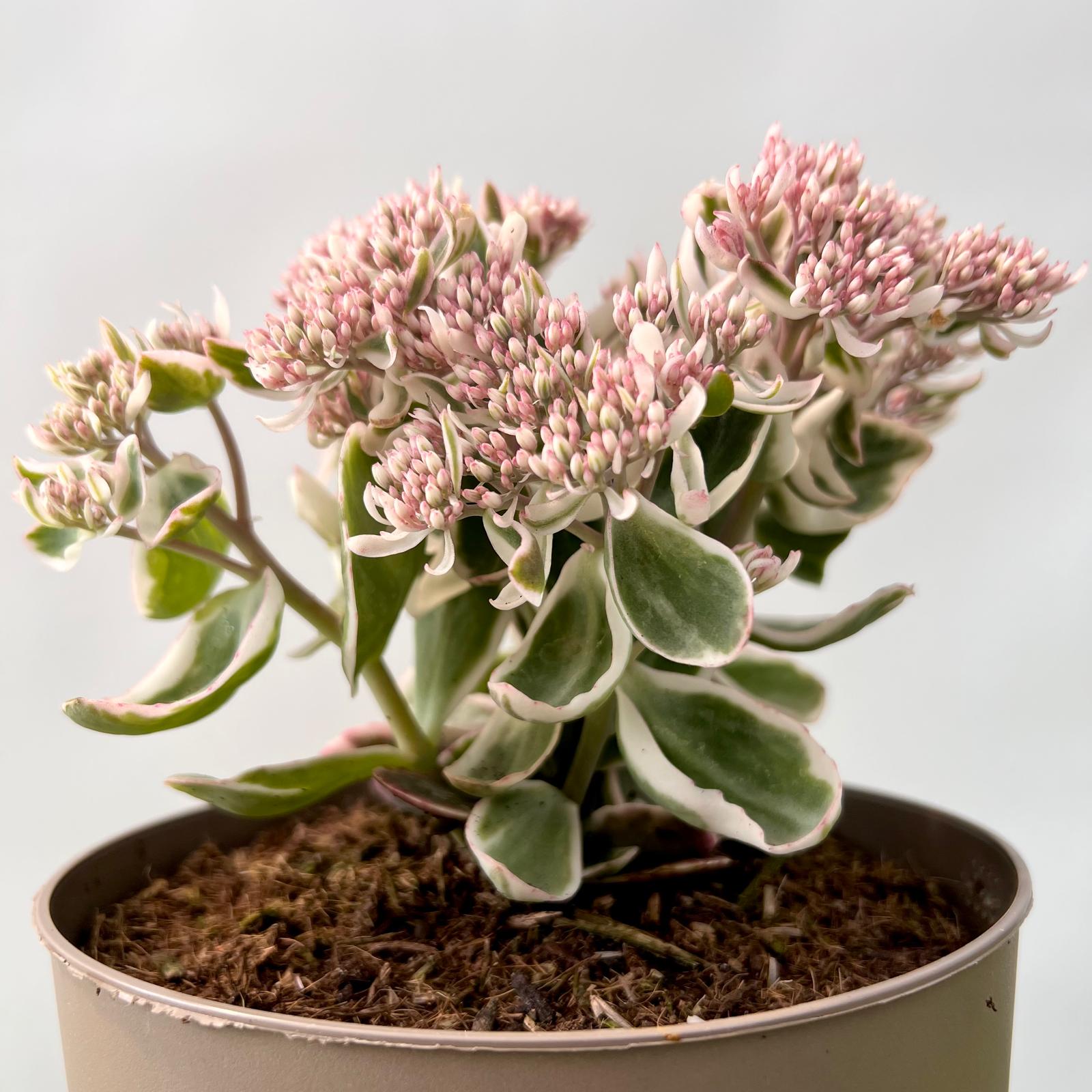 Sedum telephium La vie en Rose