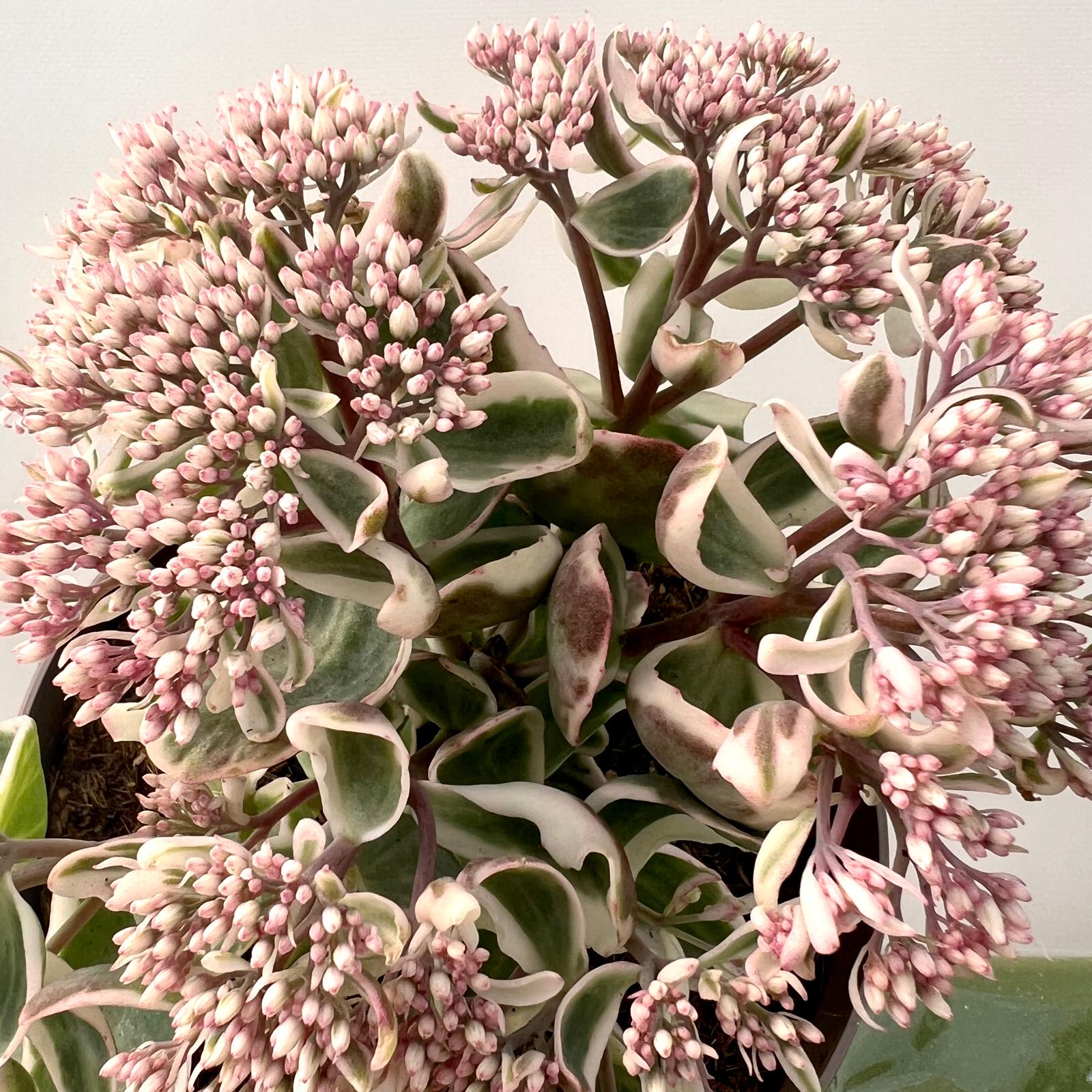 Sedum telephium La vie en Rose