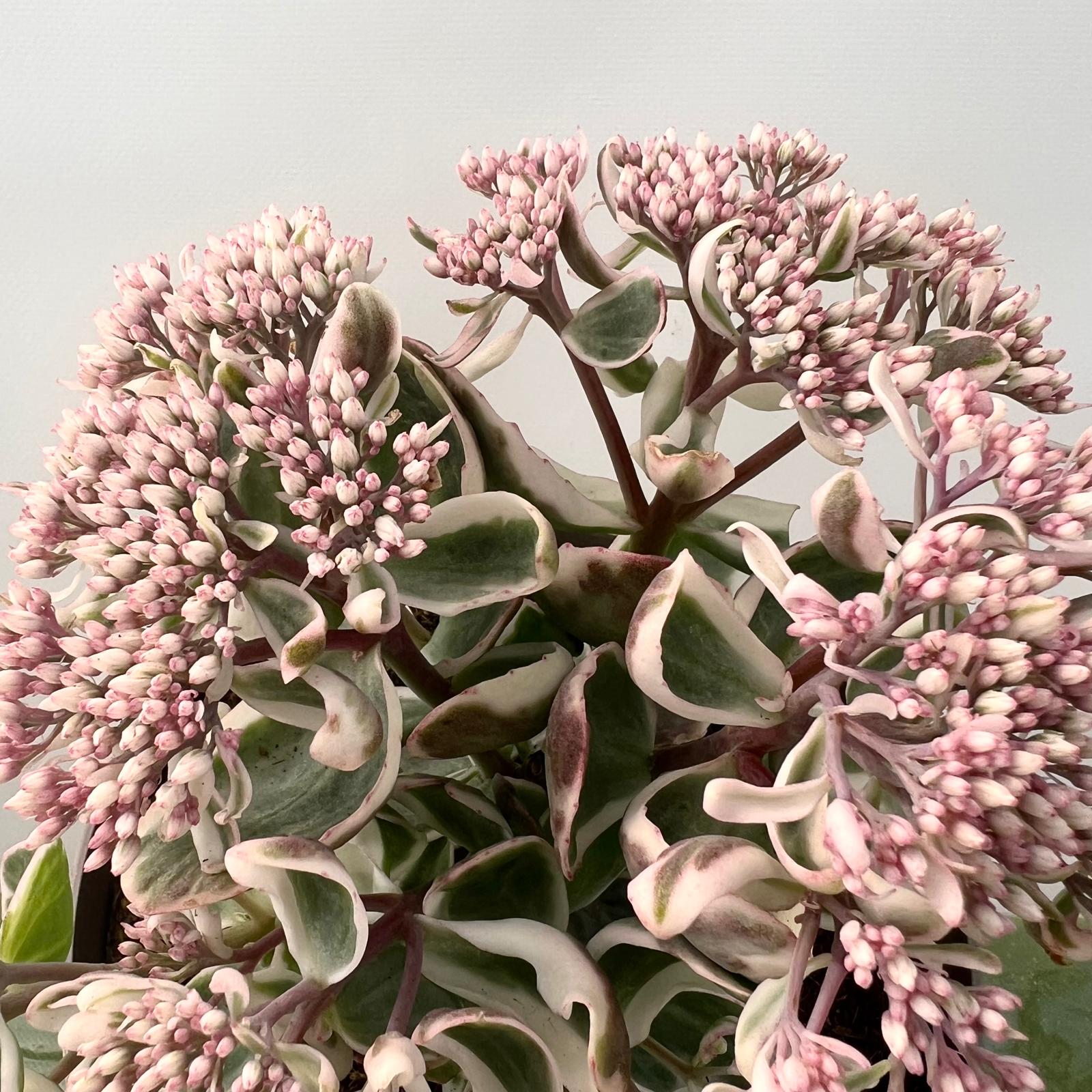 Sedum telephium La vie en Rose