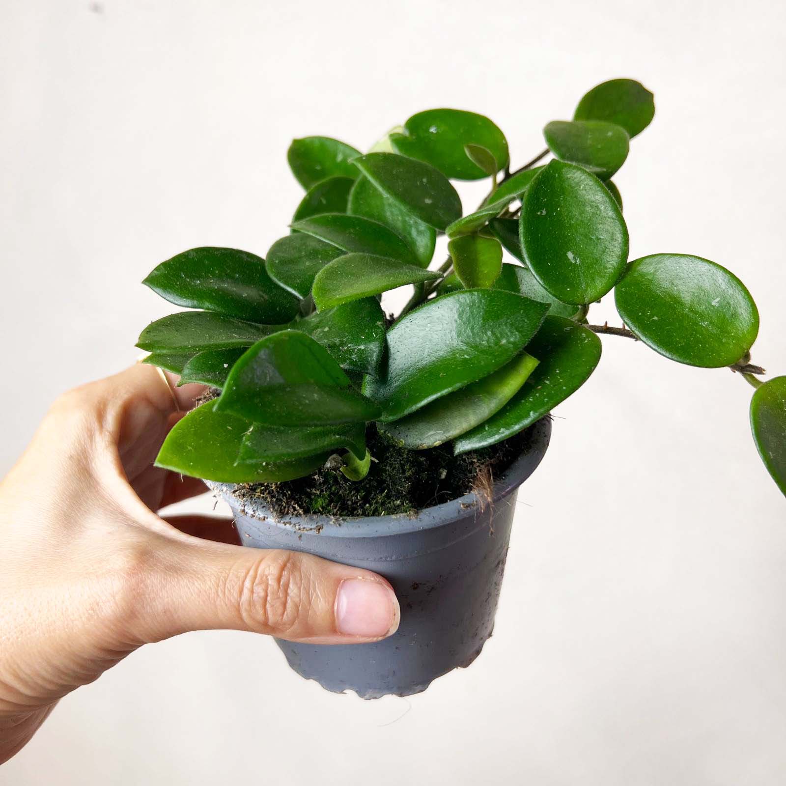 Hoya Chouke