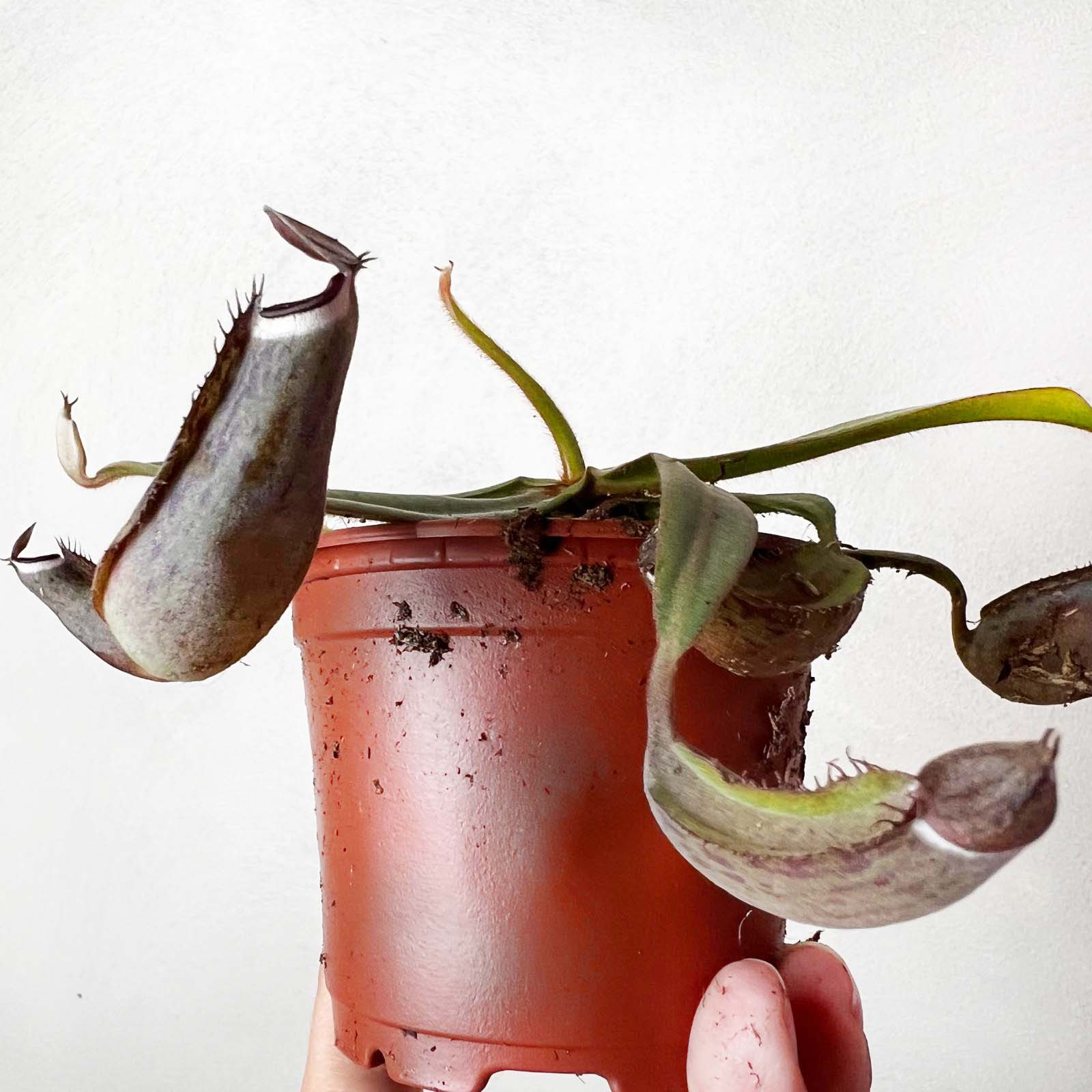 Nepenthes albomarginata