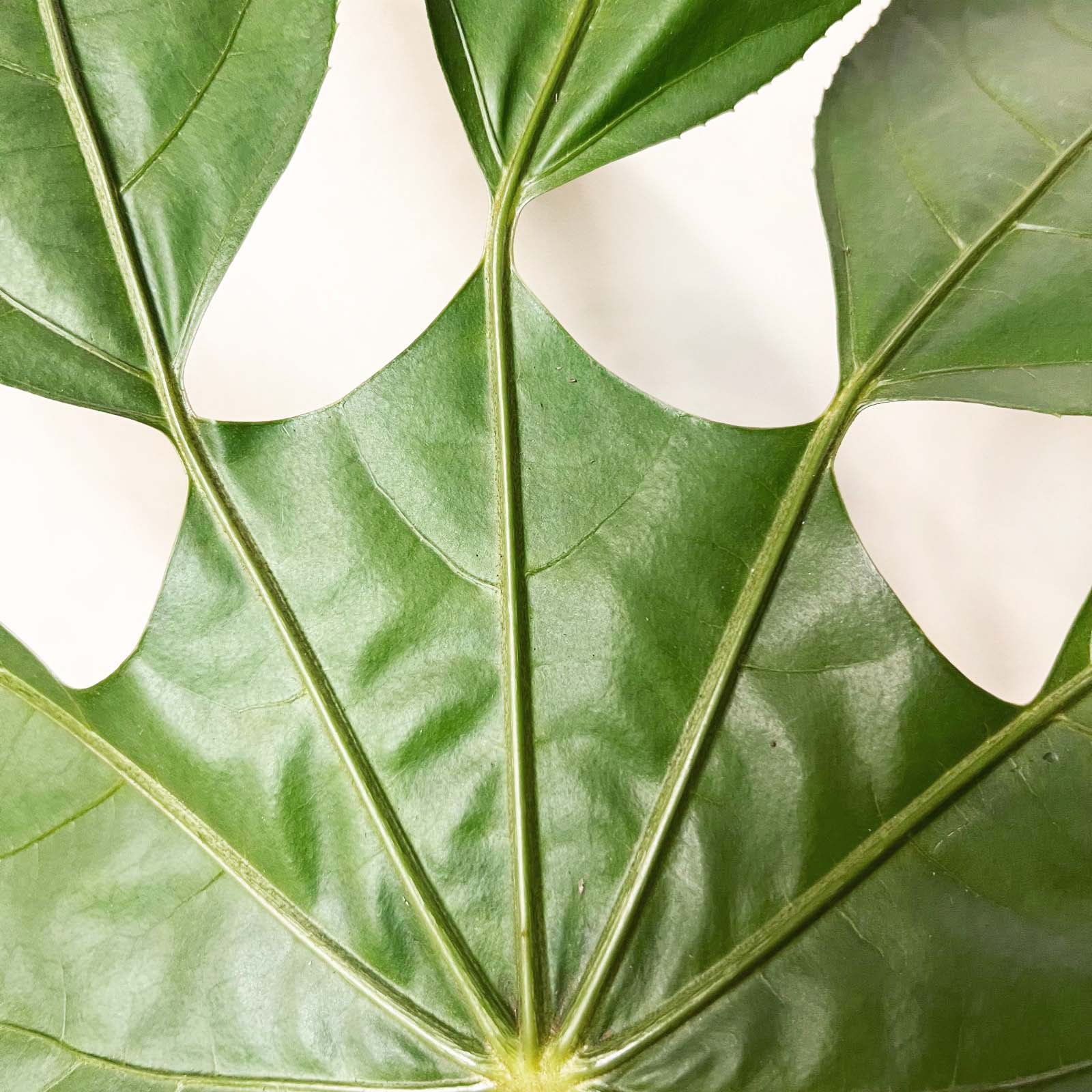 Trevesia burckii