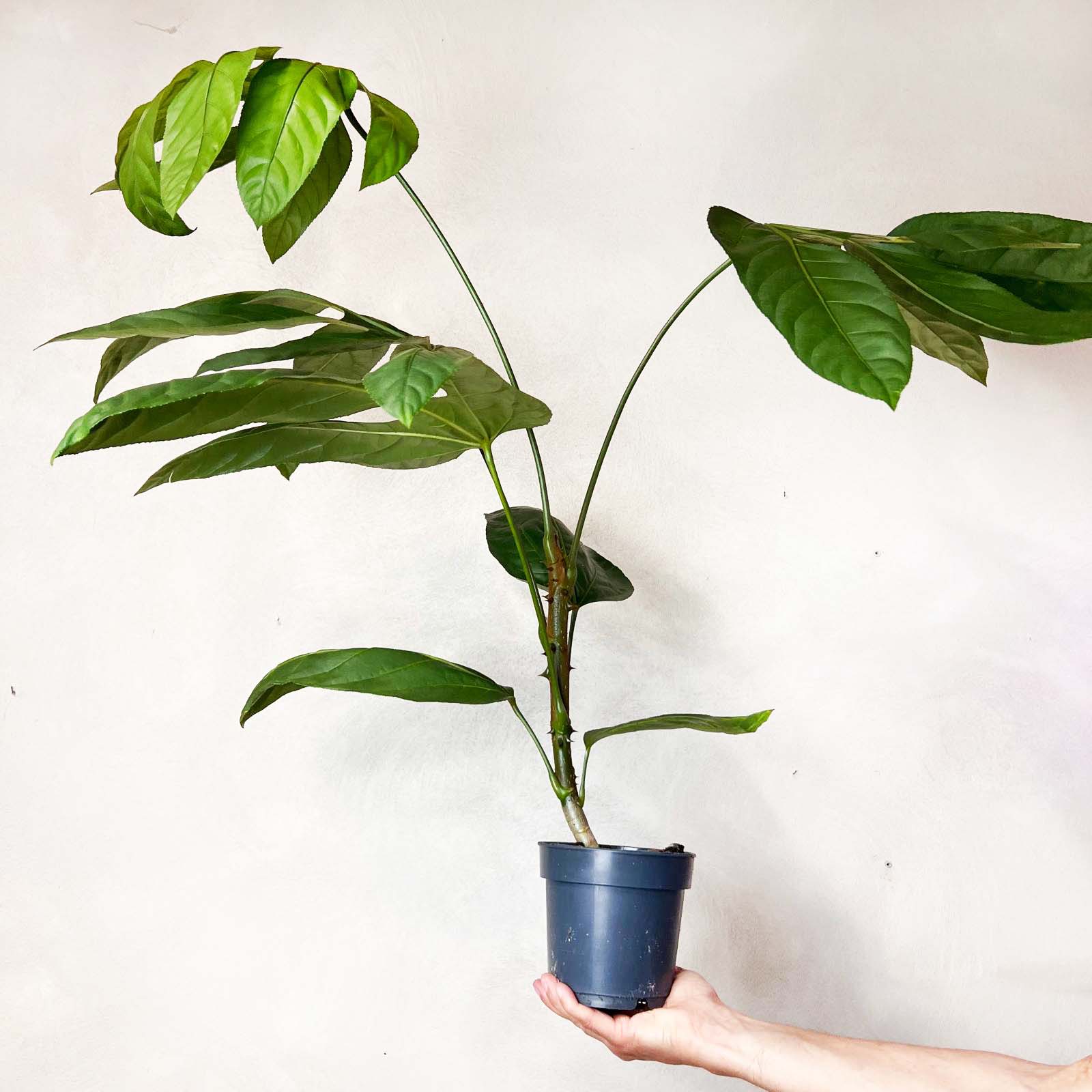 Trevesia burckii