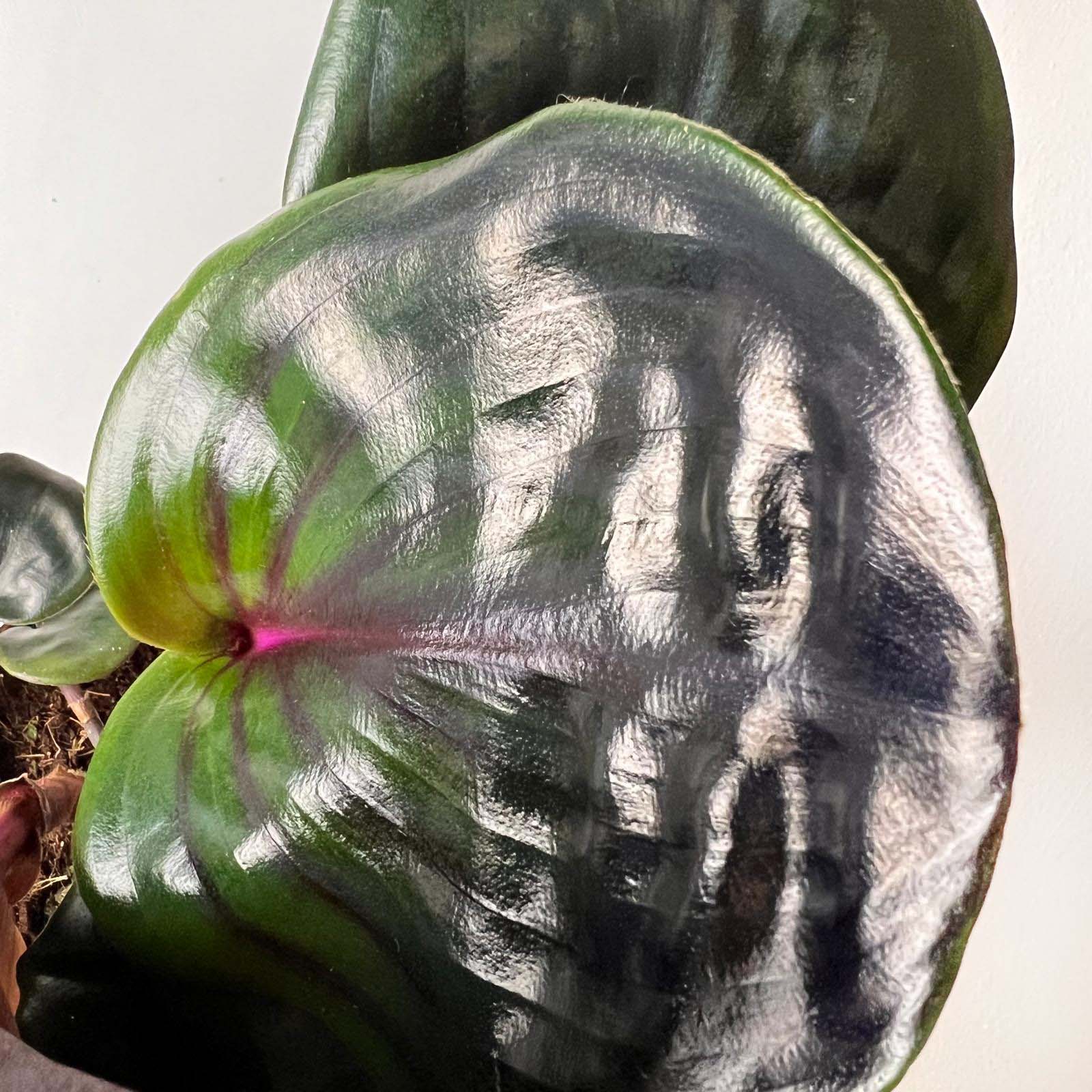 Geogenanthus ciliatus Midnight Pearl