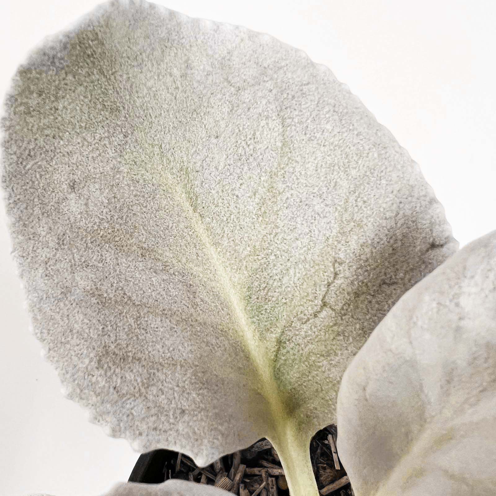 Senecio Angel Wings
