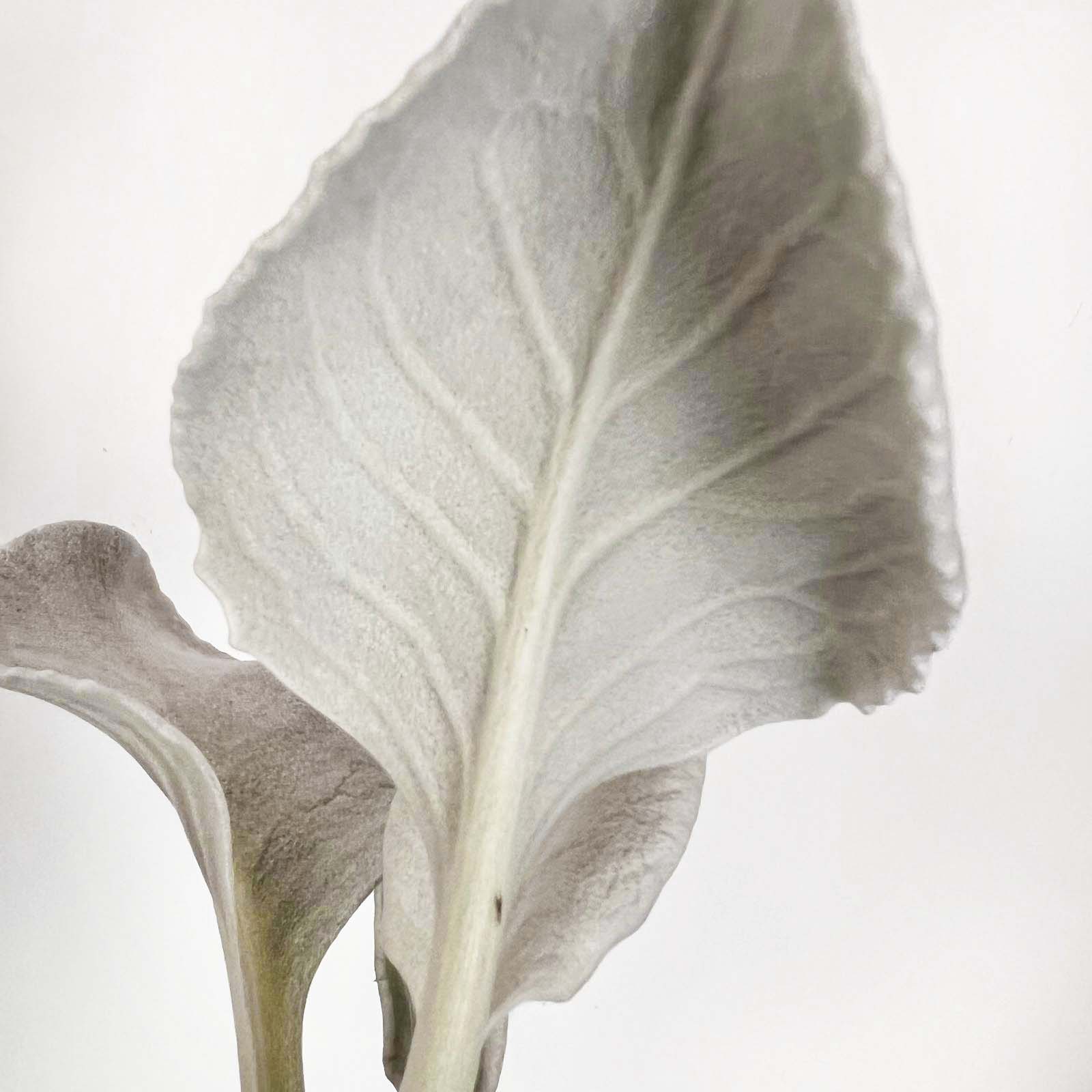 Senecio Angel Wings