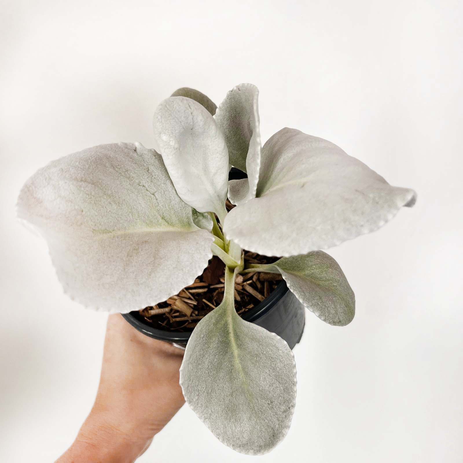Senecio Angel Wings